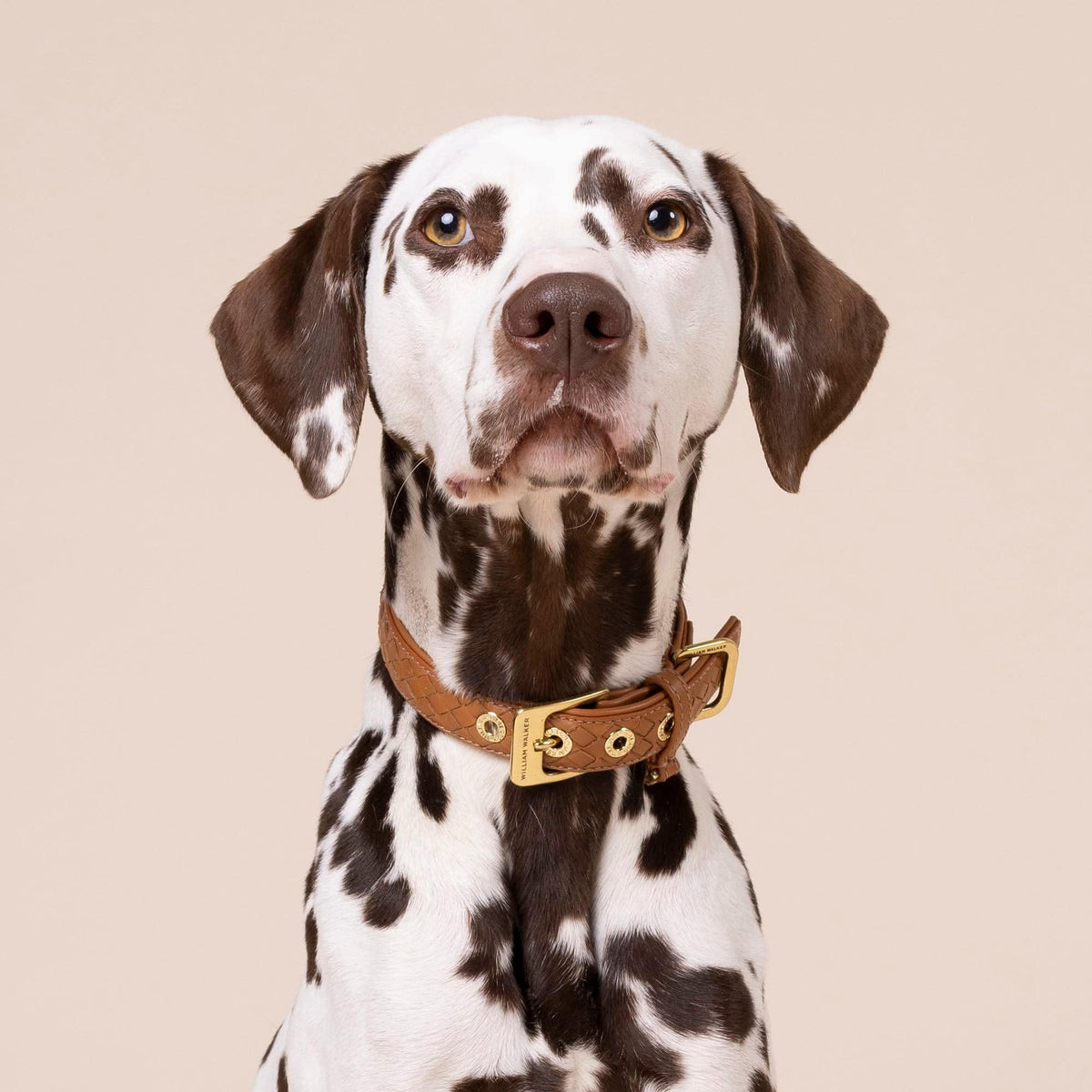 William Walker Leren hondenhalsband Prestige Caramel
