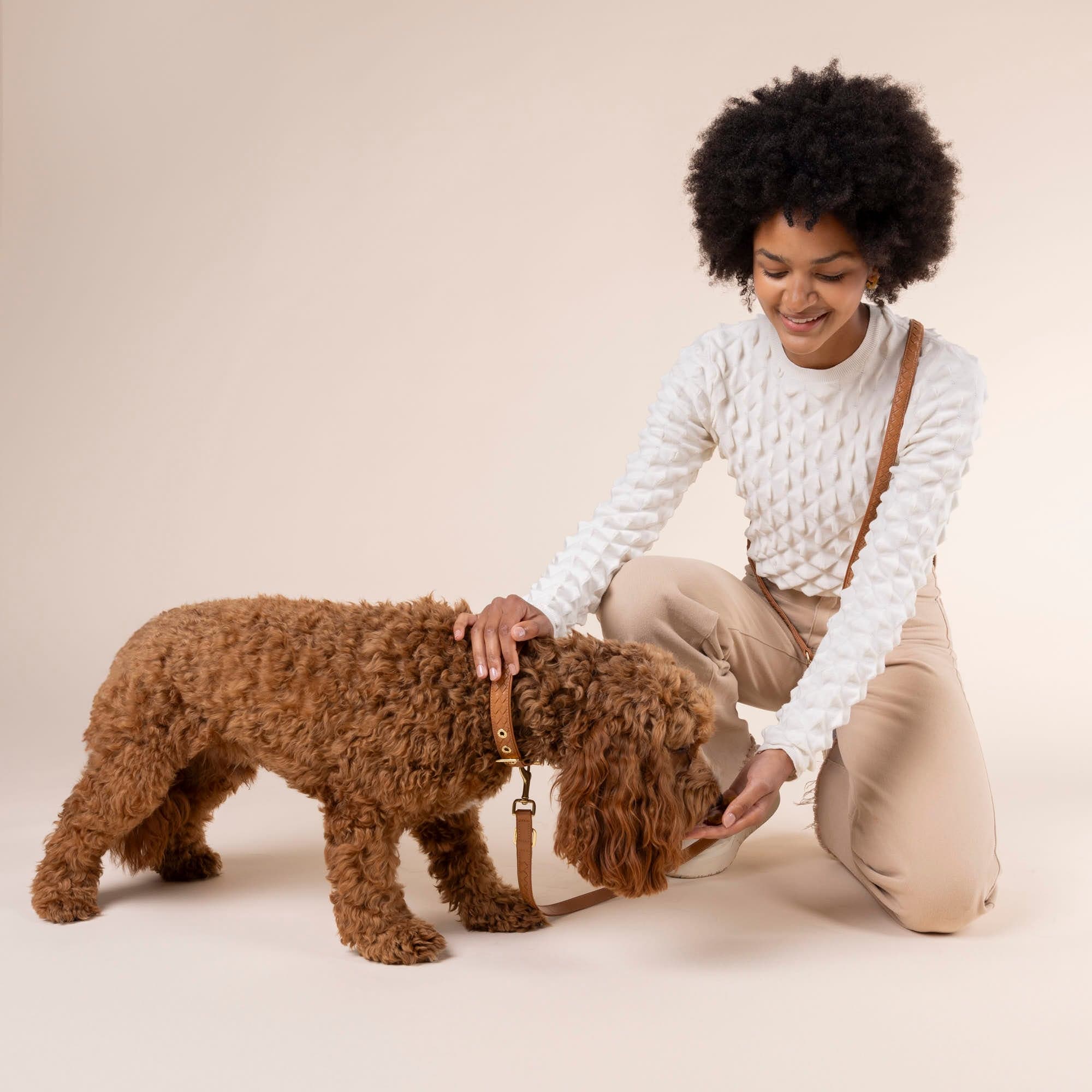 William Walker Leder Hundehalsband Prestige Caramel