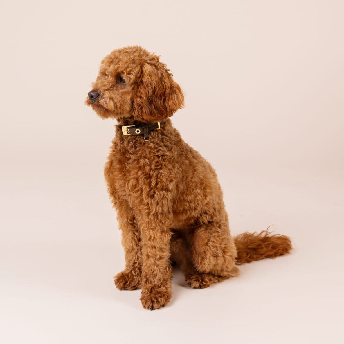 William Walker Leder Hundehalsband Florence // Limited