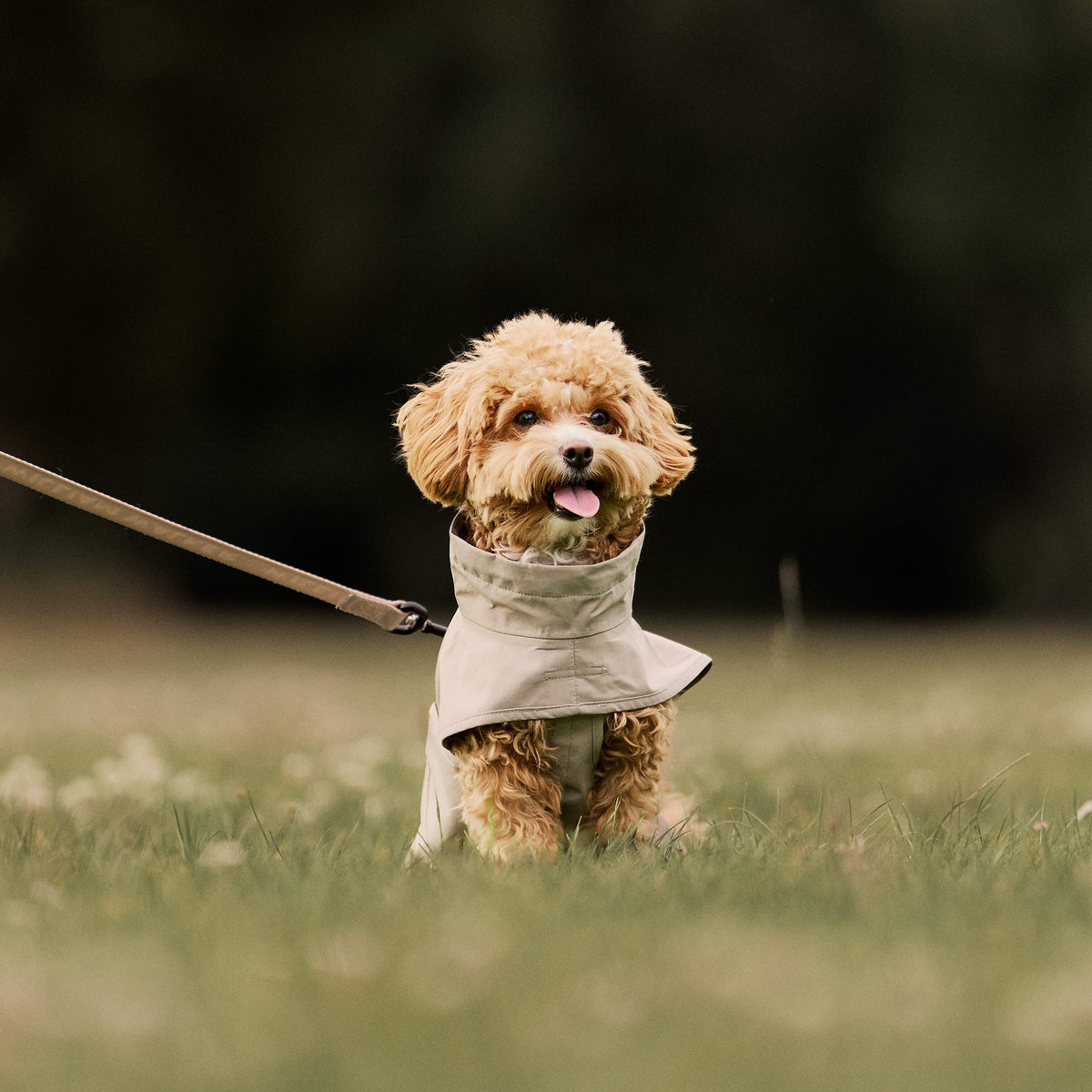 William Walker Impermeable para perro Harbour