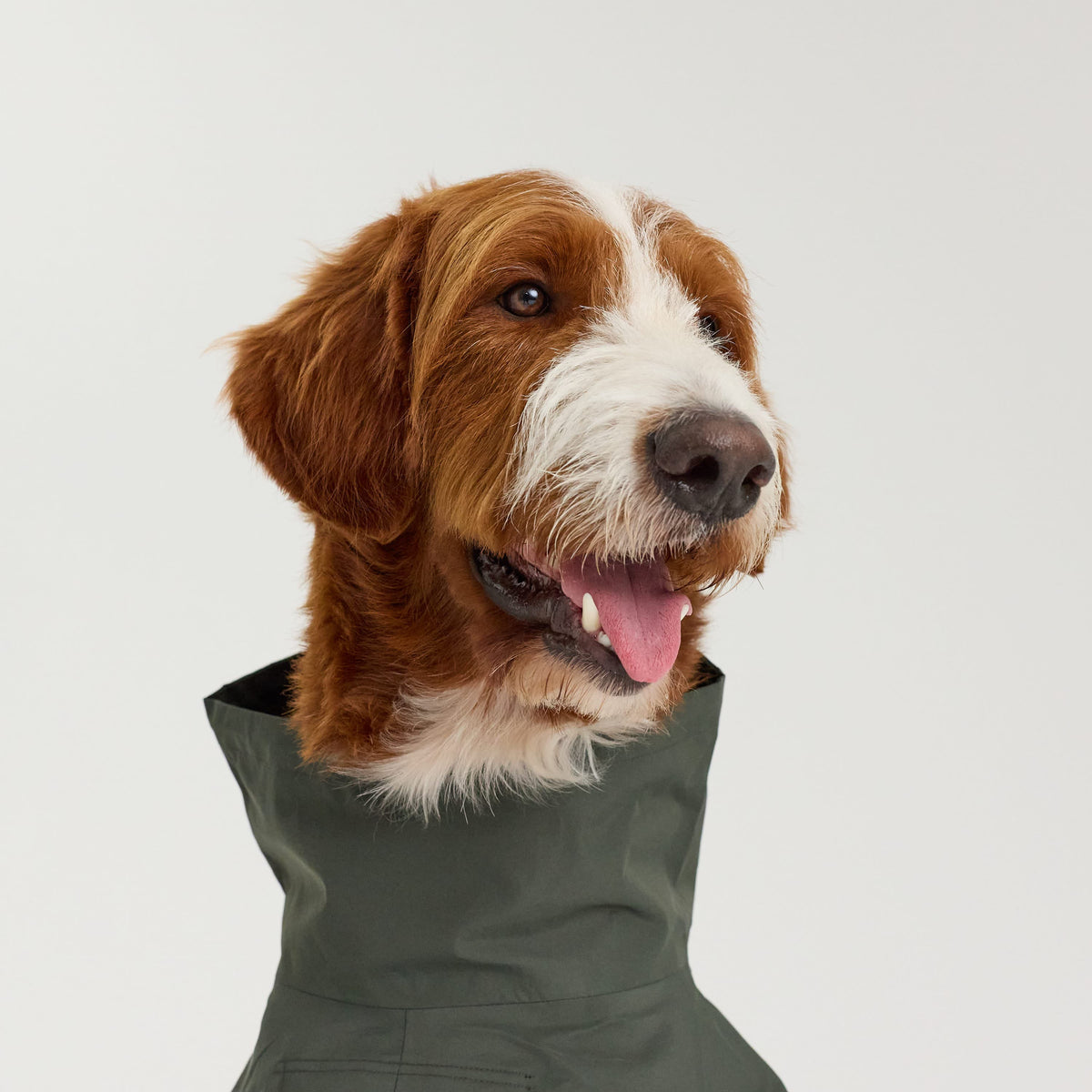 William Walker Impermeable para perro Harbour