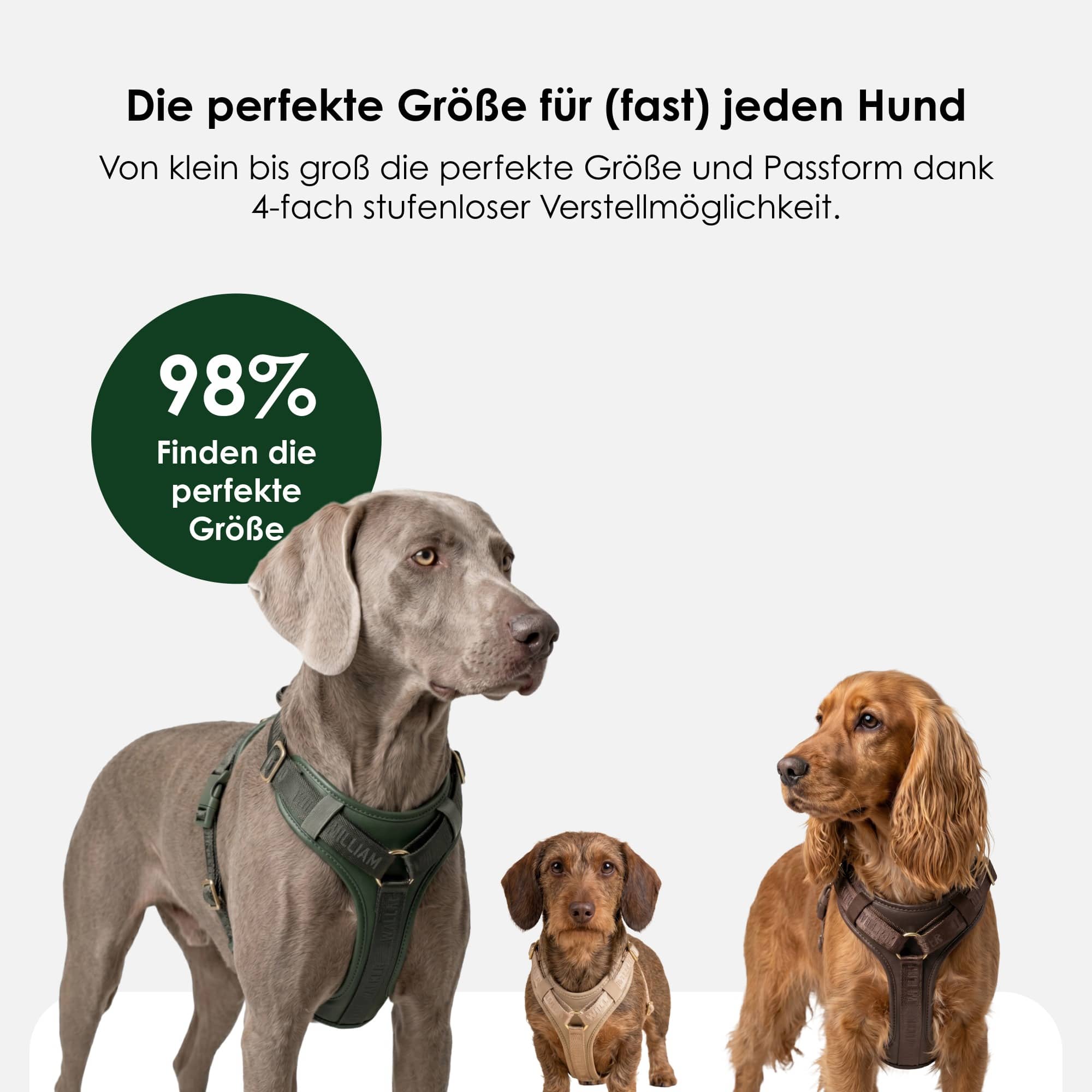 William Walker Leder Y-Hundegeschirr Plain