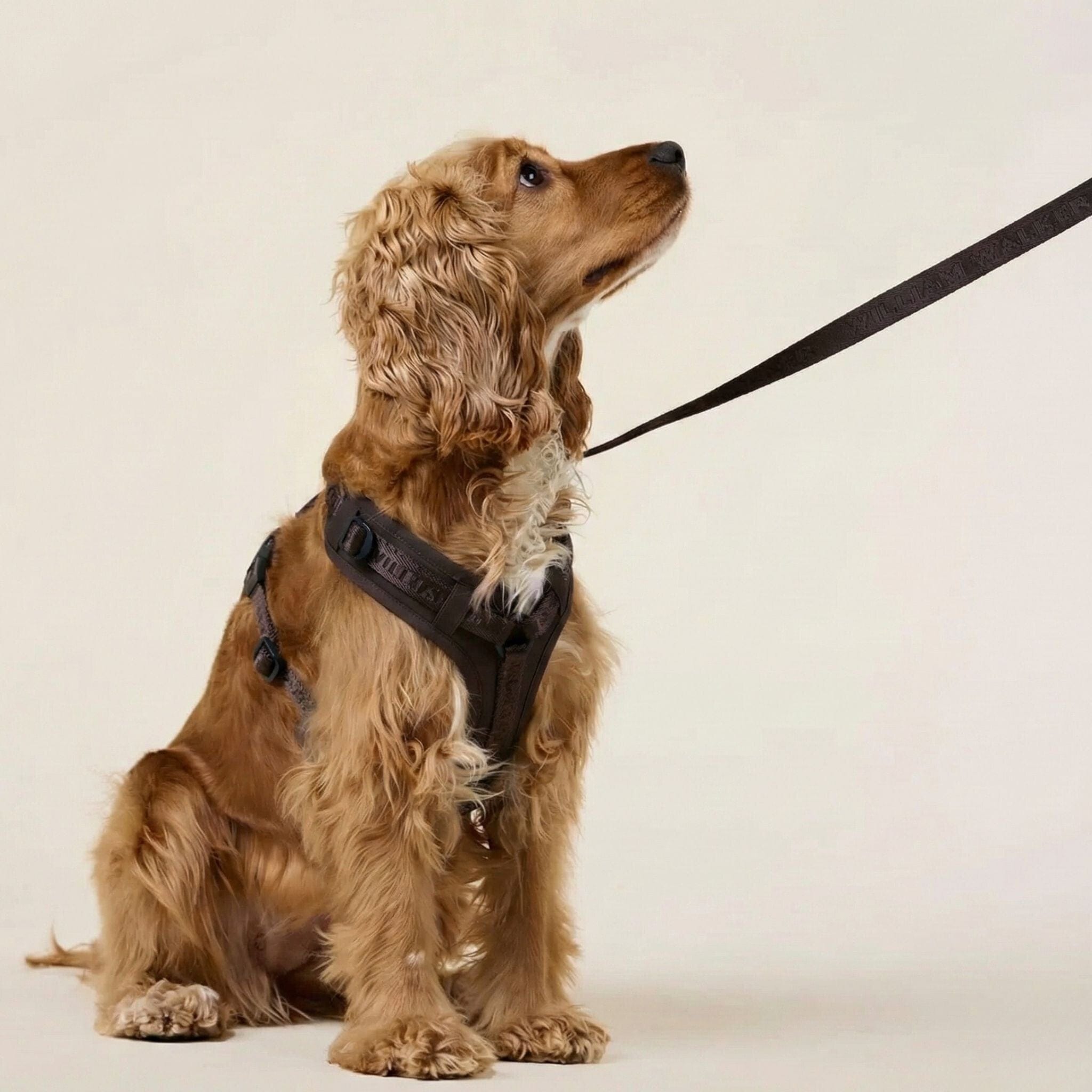 William Walker Hochwertiges Y-Hundegeschirr Earth (braun)