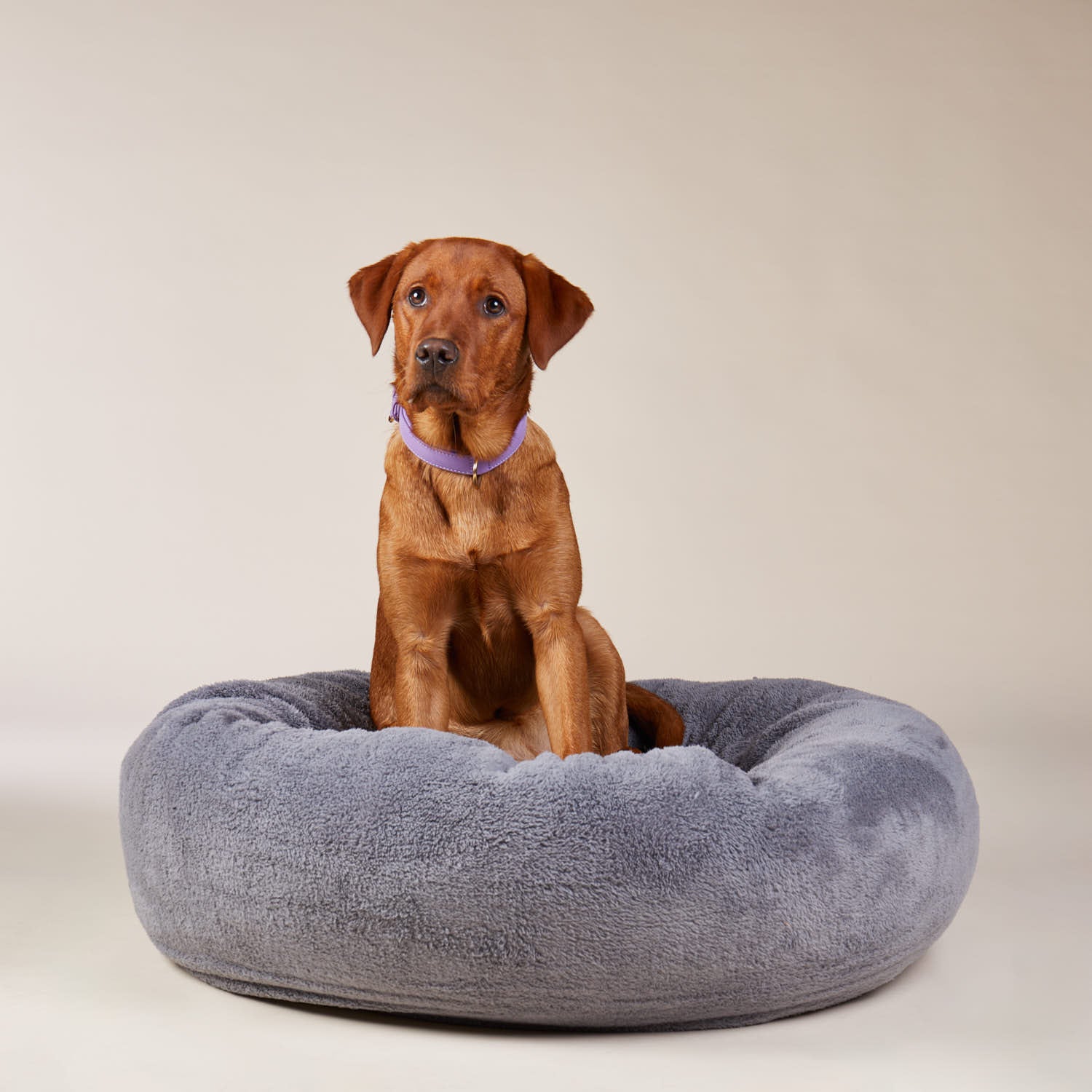 William Walker Leder Hundehalsband Lavender (Lila)