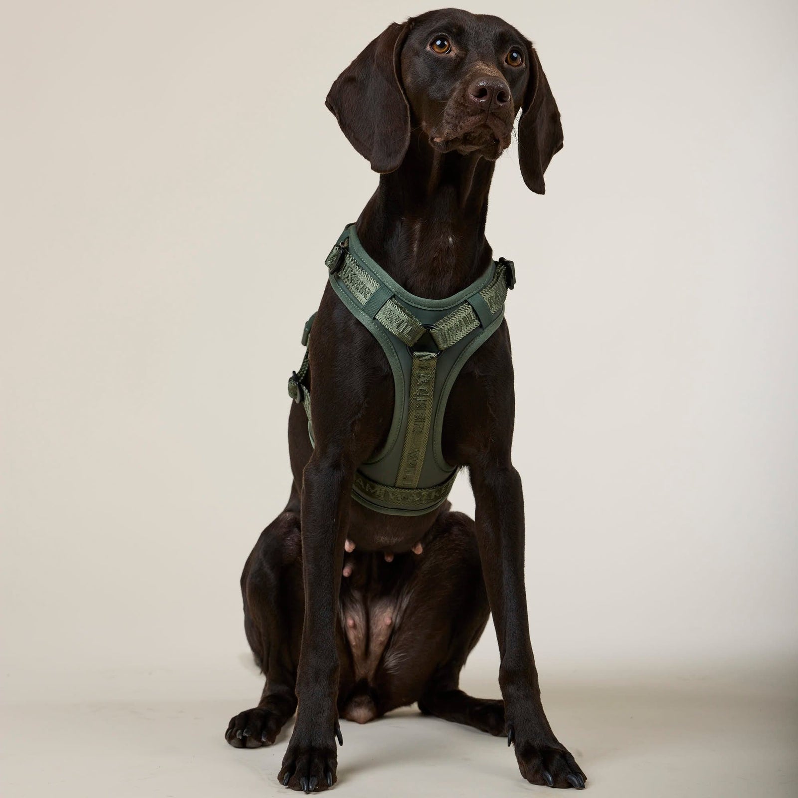 William Walker Hochwertiges Y-Hundegeschirr Forest (grün)