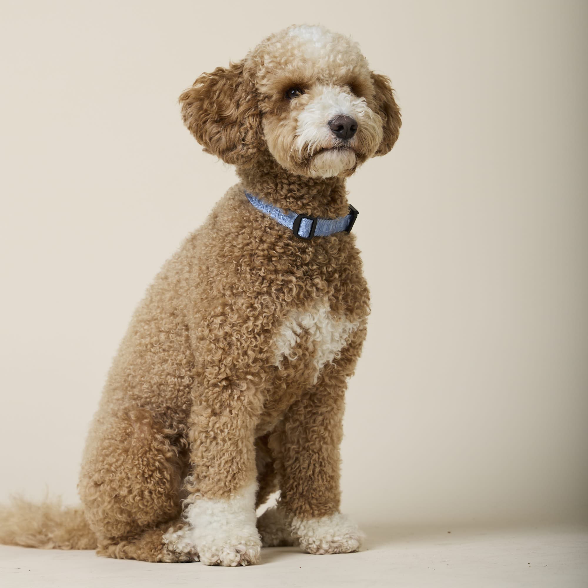 William Walker Jacquard Nylon Hundehalsband Sky (blau)