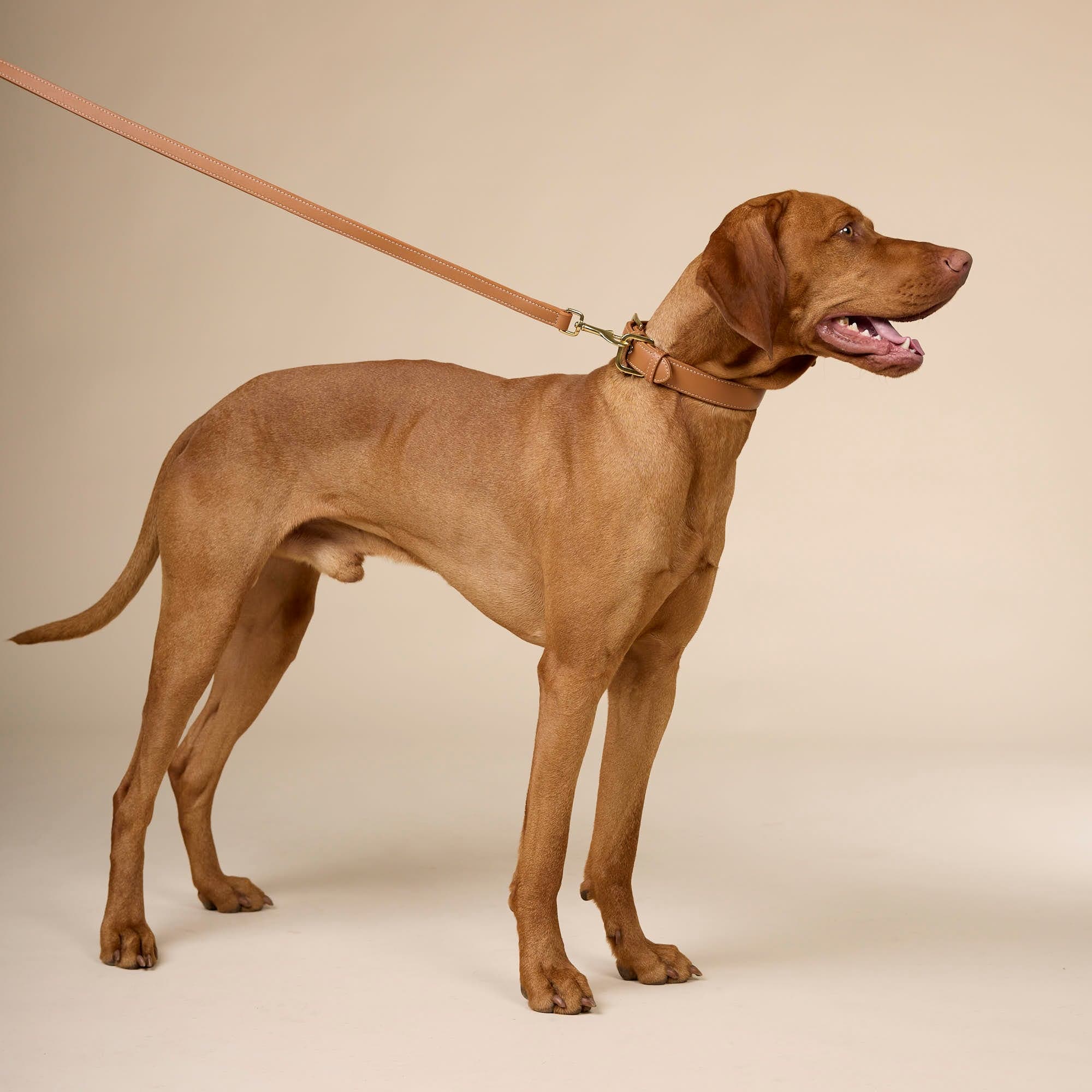 William Walker Glattleder Hundehalsband Caramel