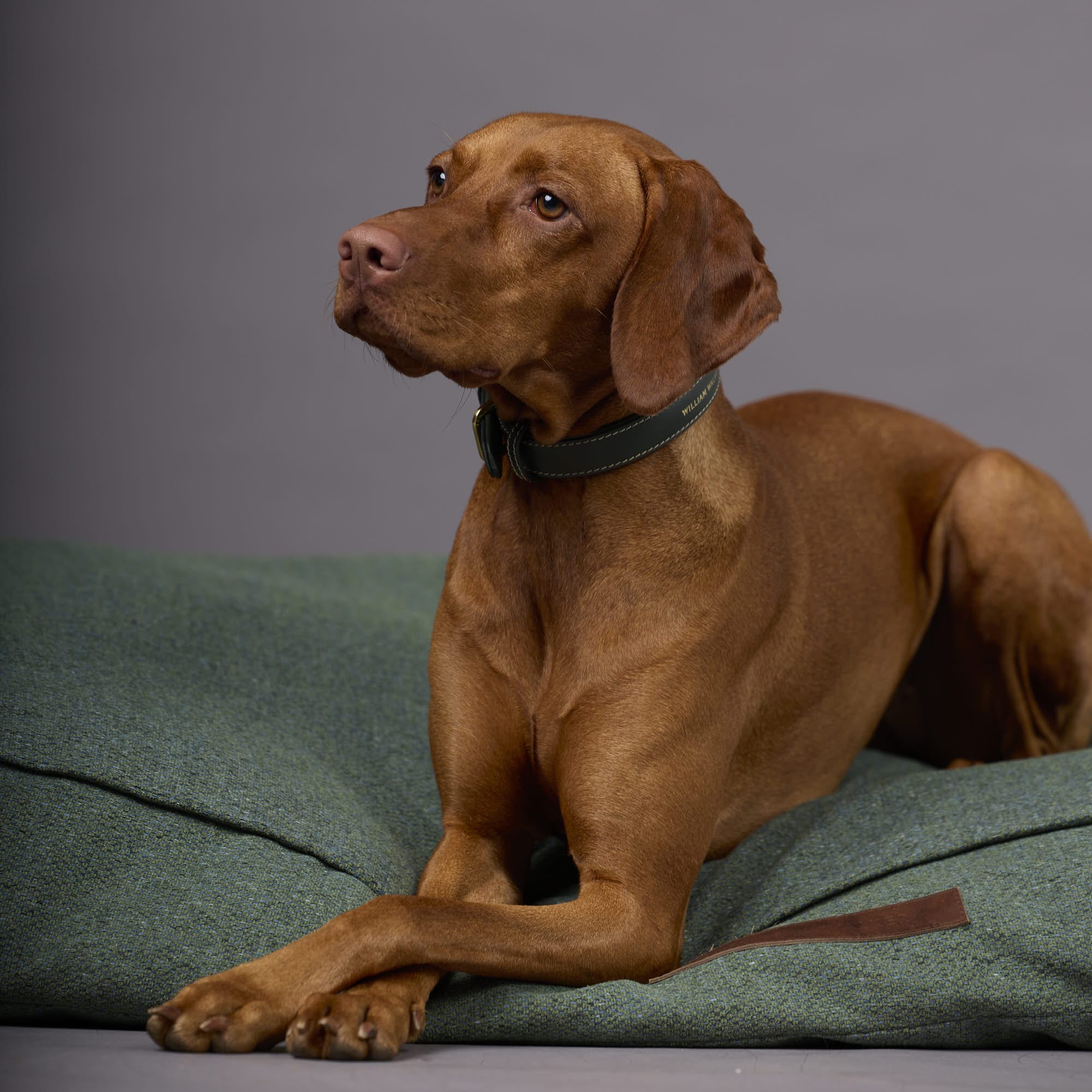 William Walker Orthopädisches Hundekissen Chill Dark Moss (Waldgrün)