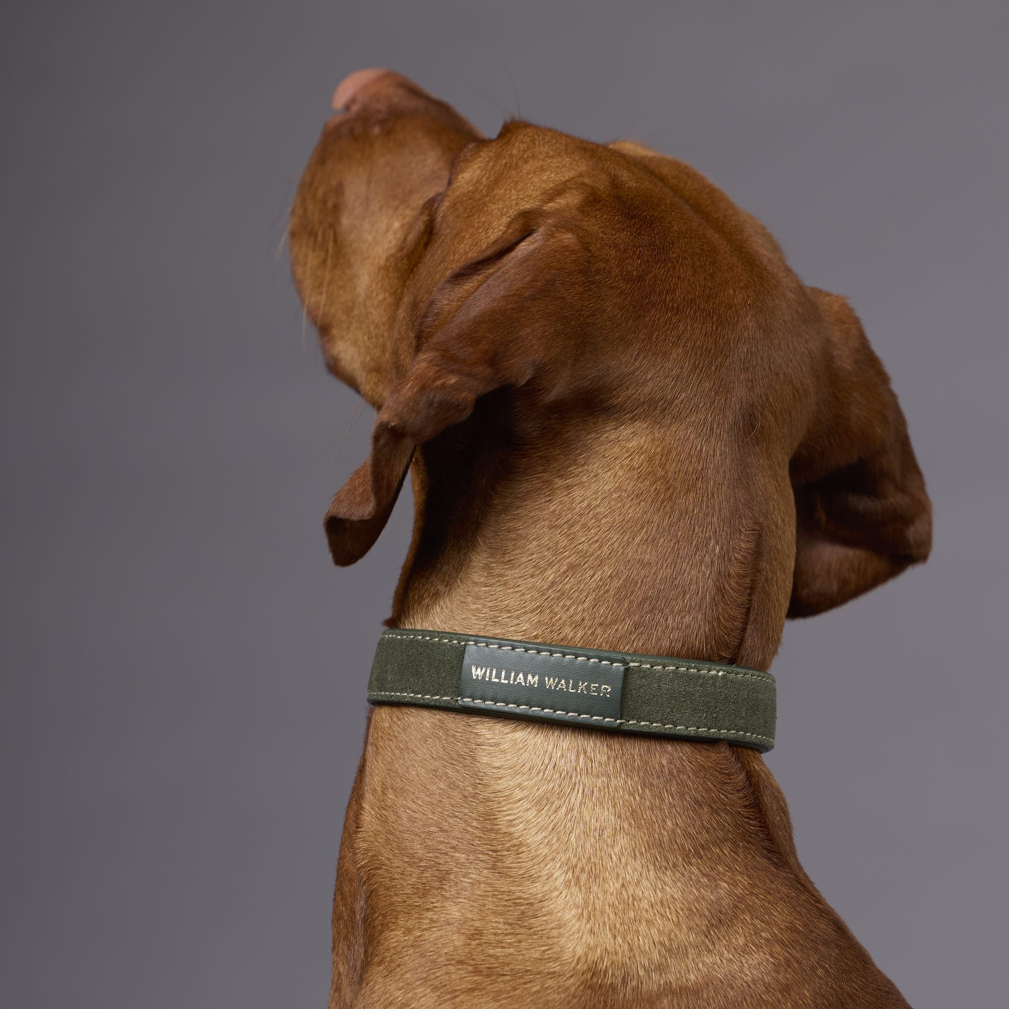 William Walker Wildleder Hundehalsband Forest (Grün)