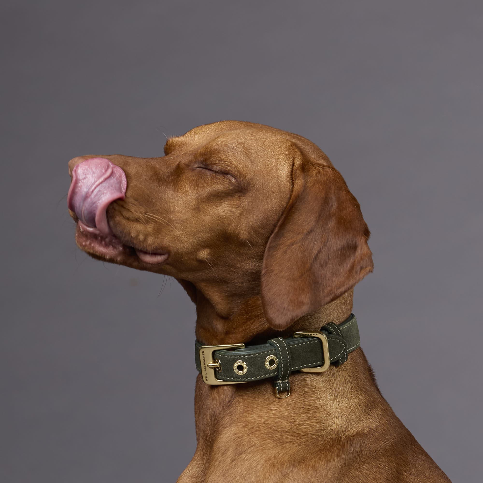 William Walker Wildleder Hundehalsband Forest (Grün)
