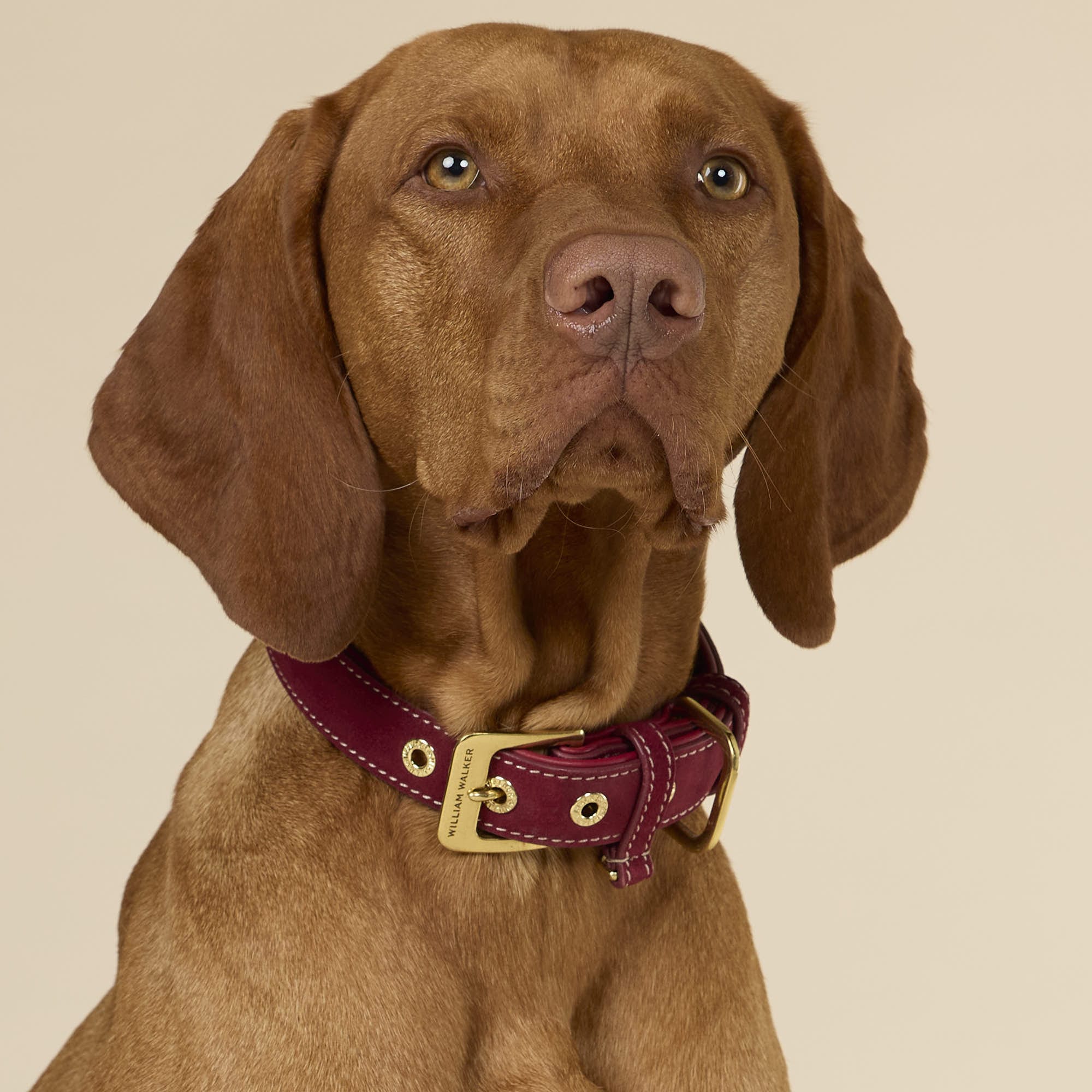 William Walker Wildleder Hundehalsband Lambrusco (Bordeauxrot)