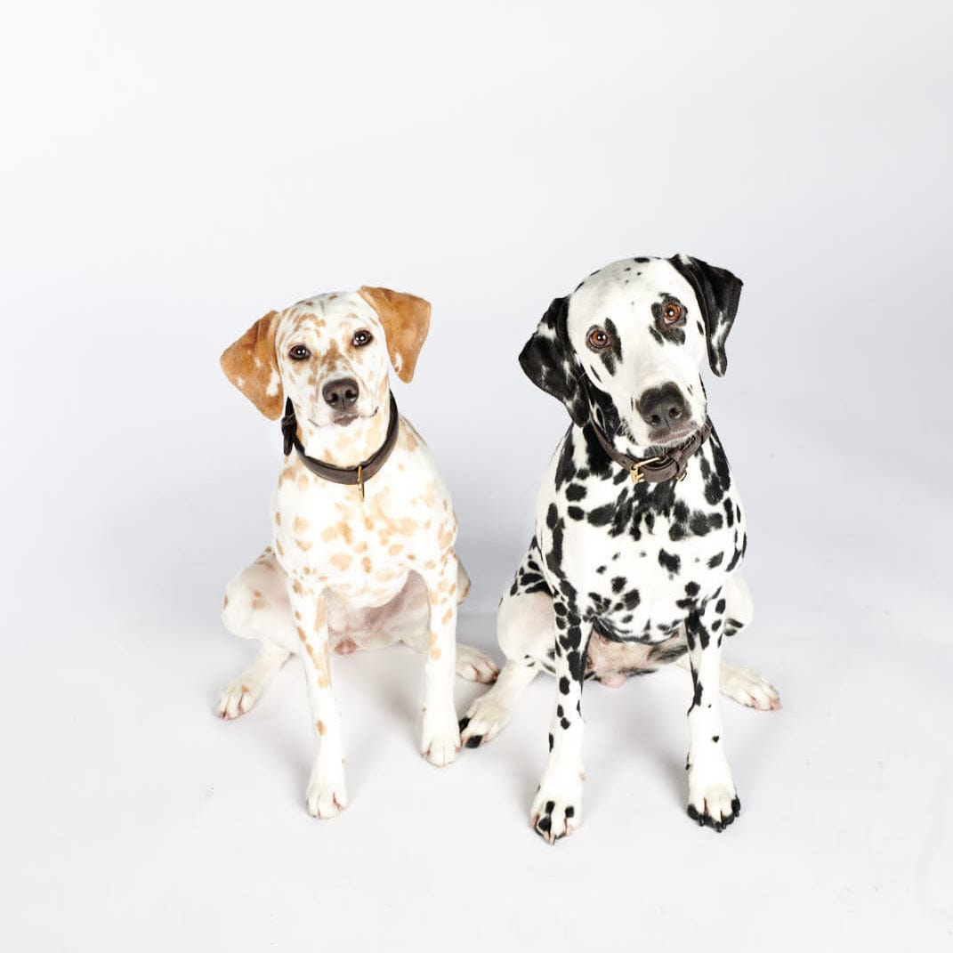 William Walker Plain Bundle Test AV