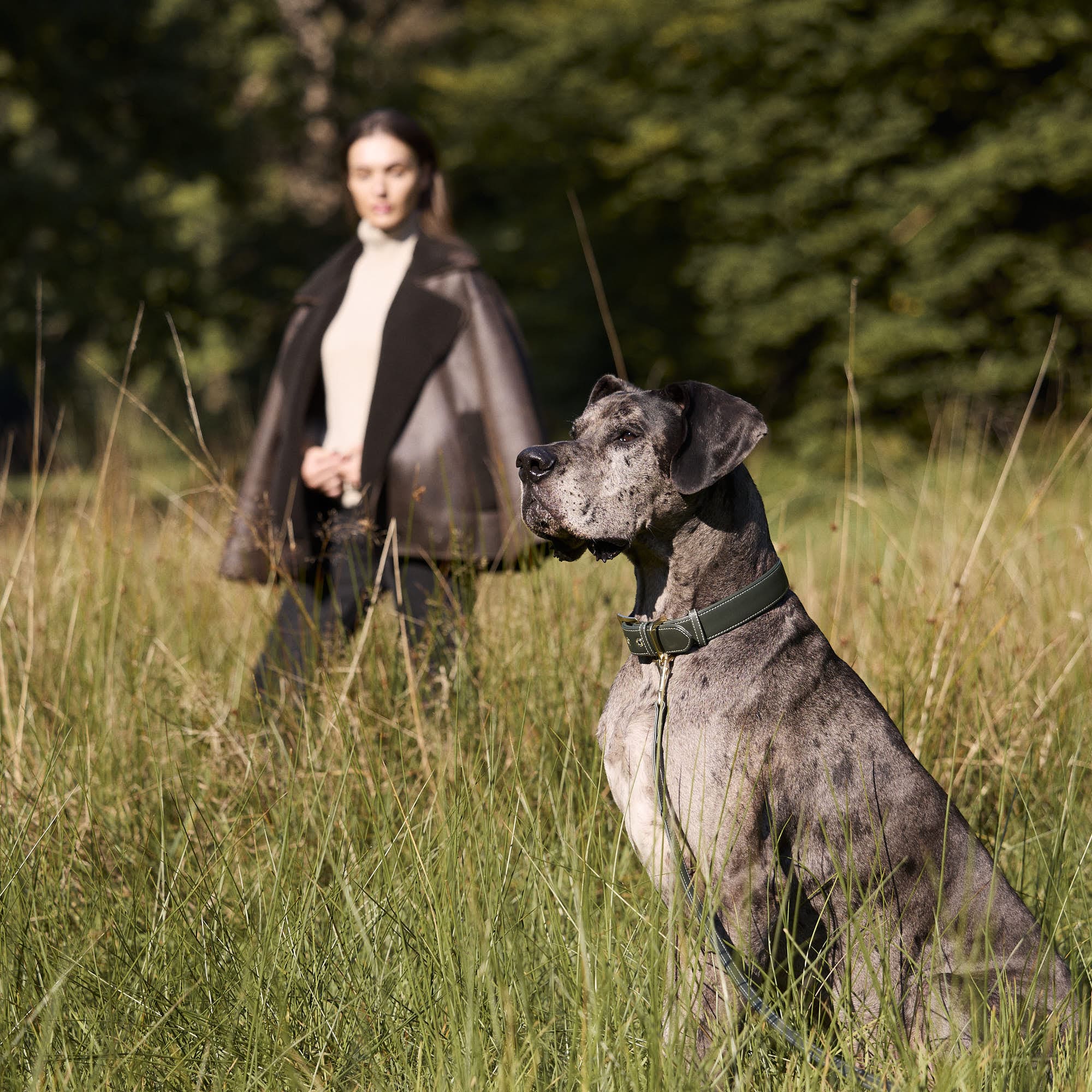 William Walker Glattleder Hundehalsband Forest