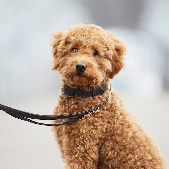 William Walker Correa para perros de cuero de alta calidad Earth (Marrón) 3-fach verstellbar (Länge 2m) / Standardgröße (Breite 2cm | Große Karabiner | Halsband S-XL)