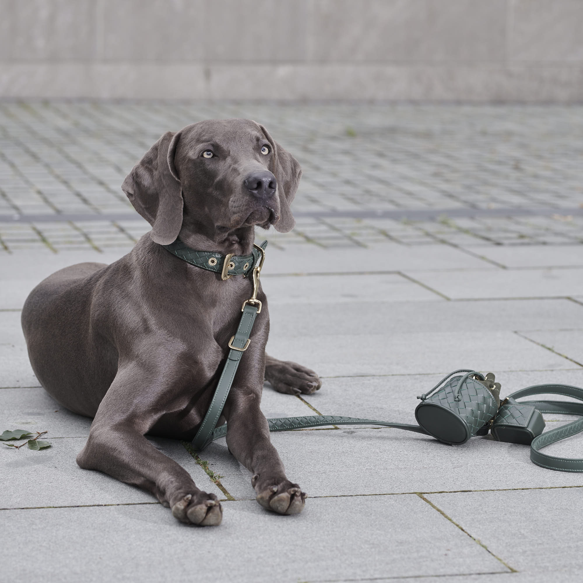 William Walker Hochwertige Leder Hundeleine Prestige Forest (Waldgrün)