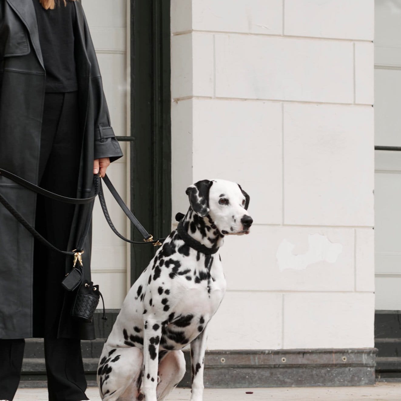 William Walker Leder Hundehalsband Prestige Nero (Schwarz)