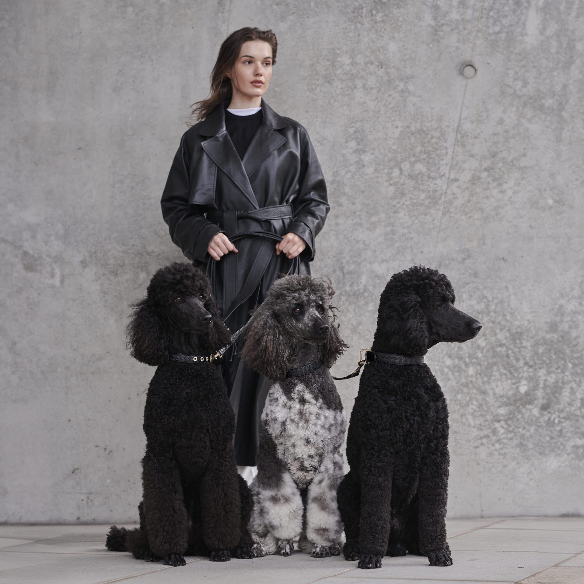 William Walker Leder Hundehalsband Prestige Nero (Schwarz)