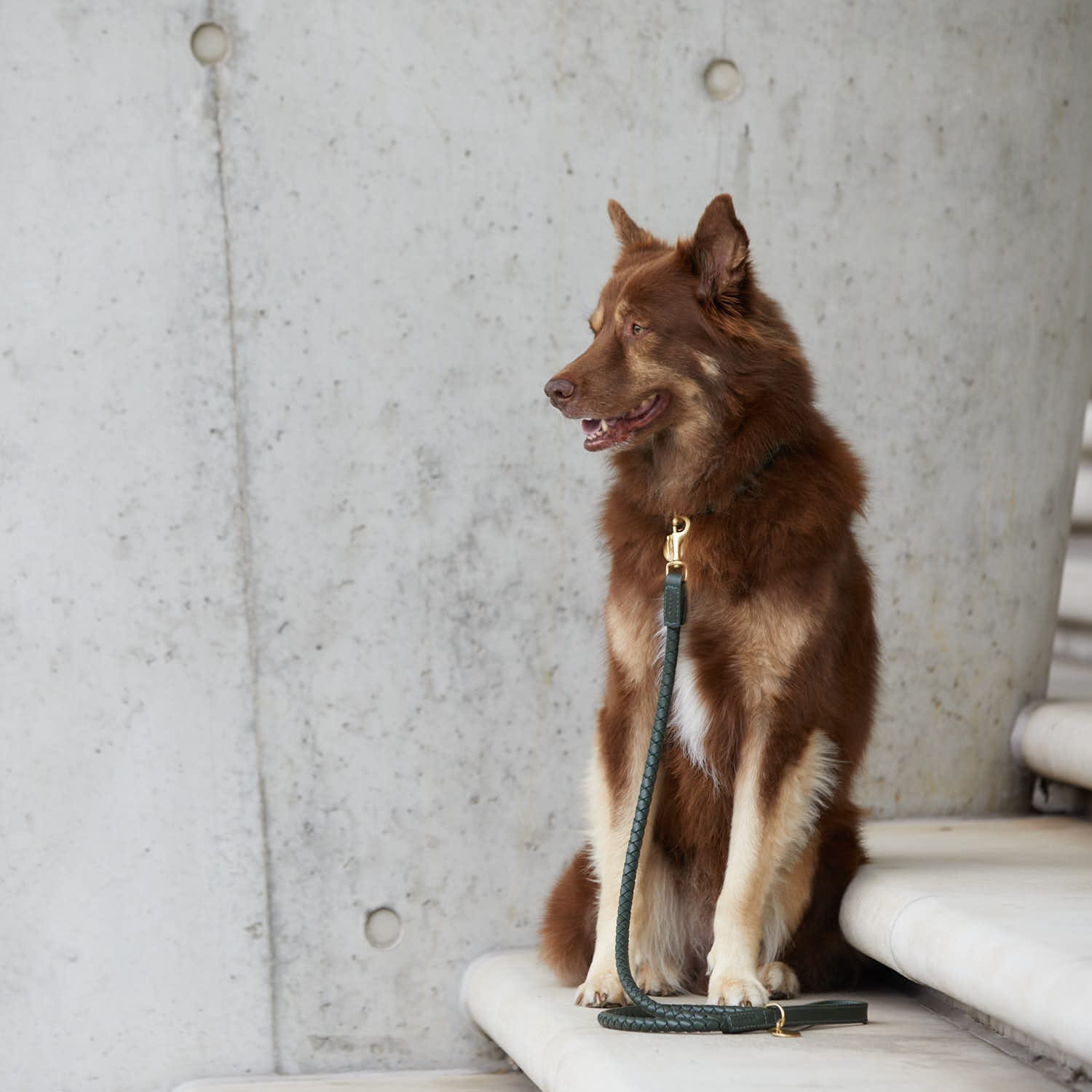 William Walker Hundeleine Twisted Dark Moss