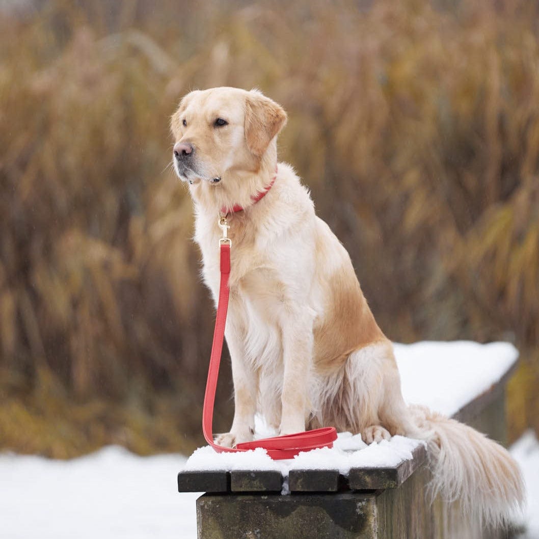 William Walker Hochwertige Leder Hundeleine Chili (Rot)