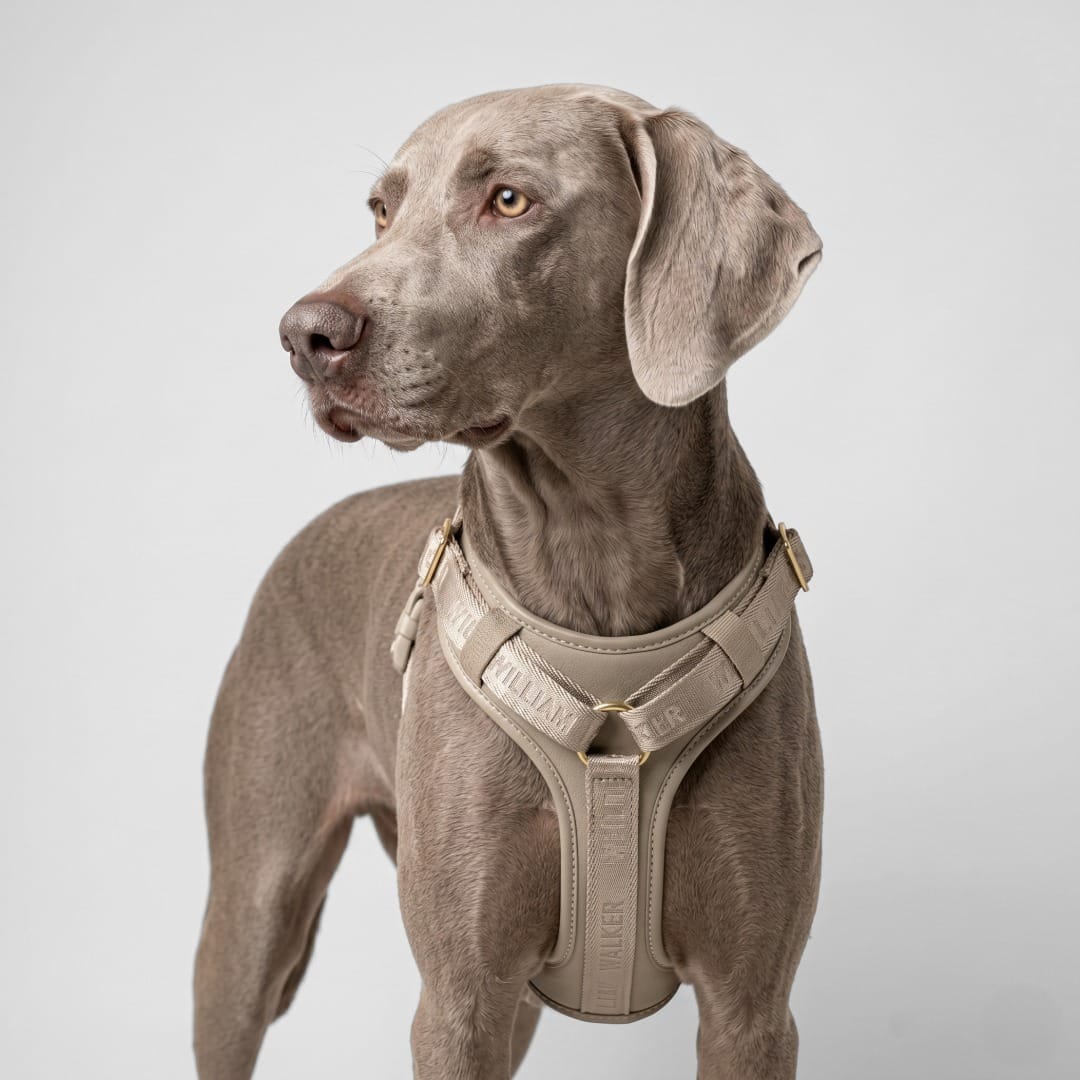 William Walker Leder Hundegeschirr Plain