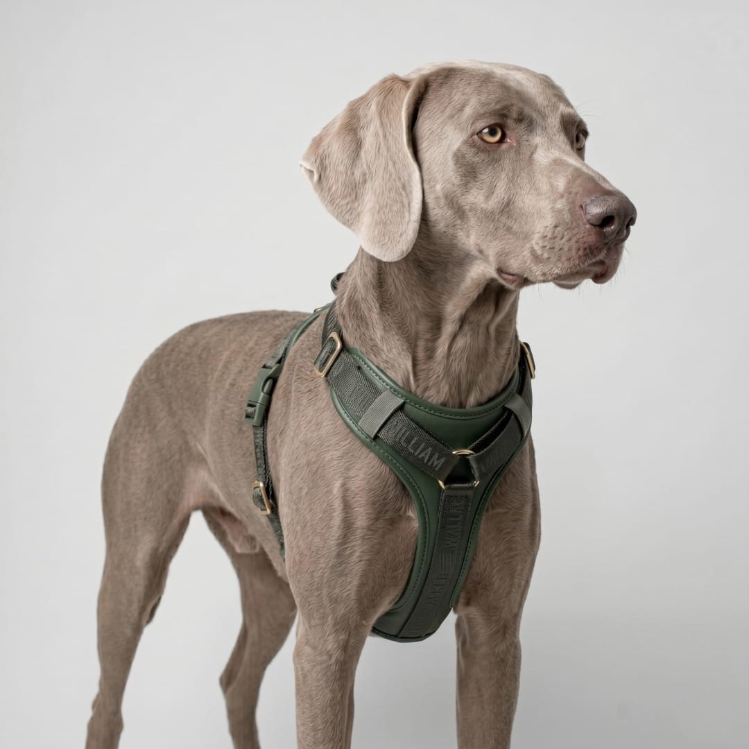 William Walker Leder Hundegeschirr Plain