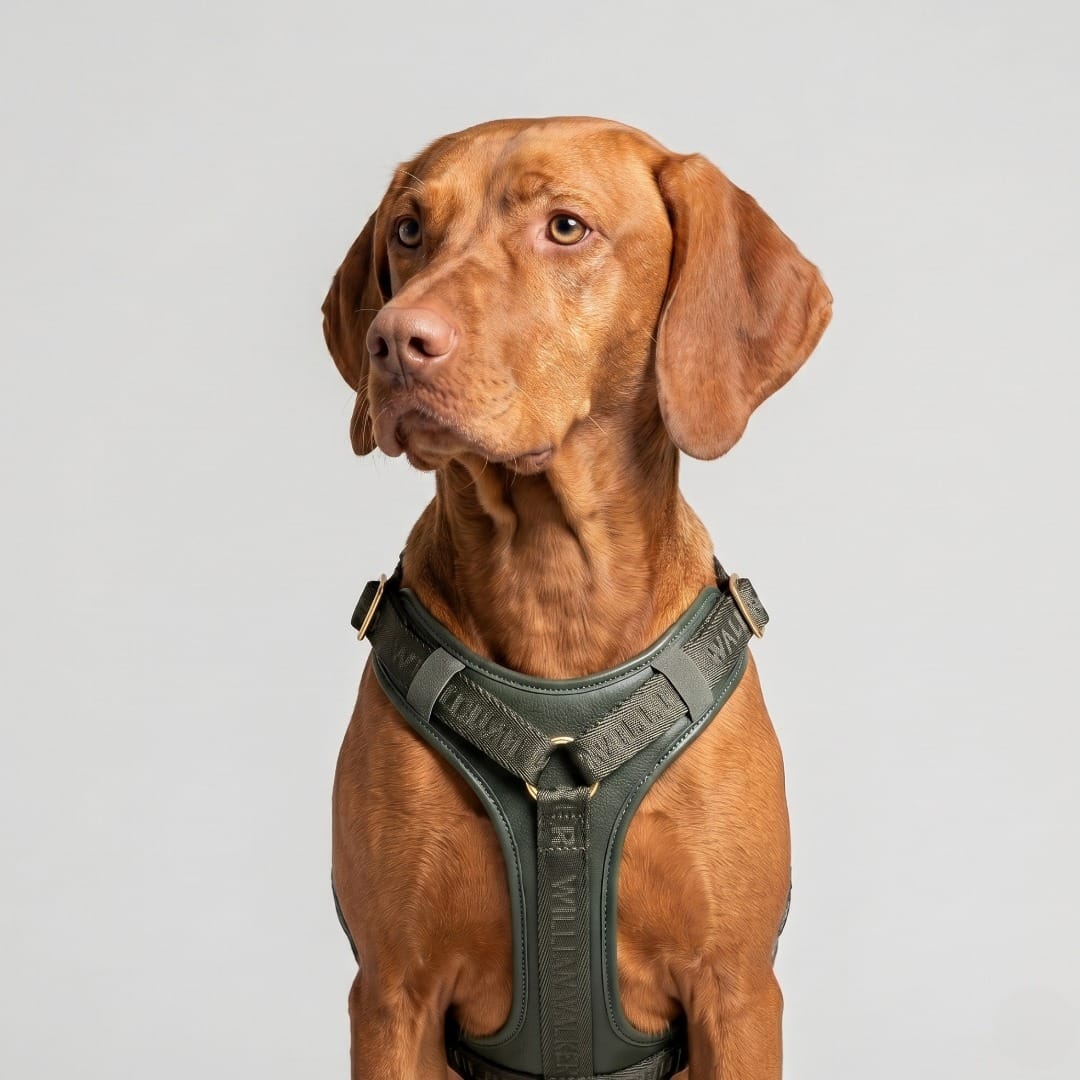 William Walker Leder Hundegeschirr Plain