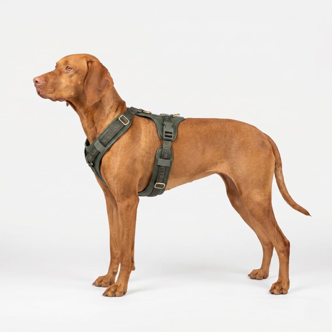 William Walker Leder Hundegeschirr Plain