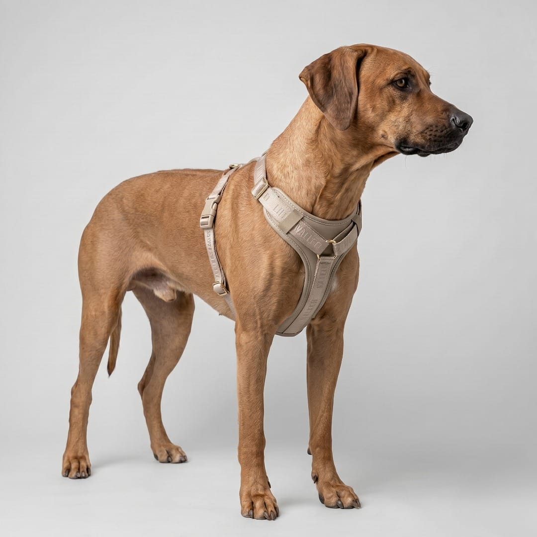 William Walker Leder Hundegeschirr Plain