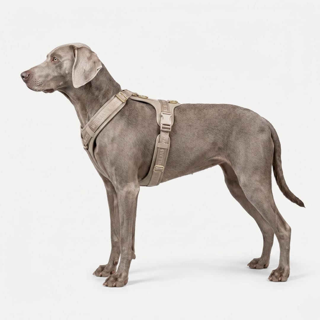 William Walker Leder Hundegeschirr Plain