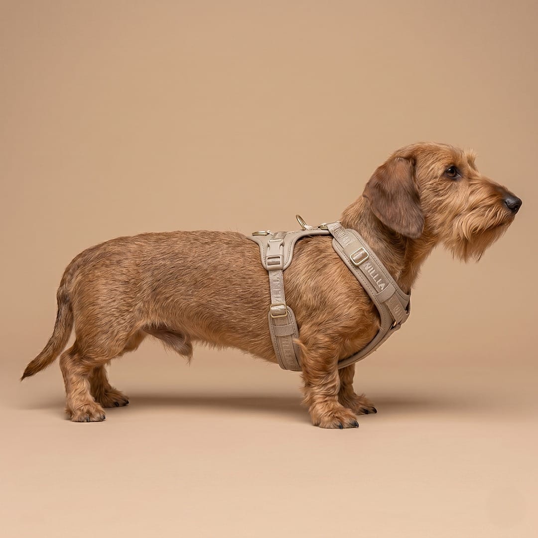 William Walker Leder Hundegeschirr Plain