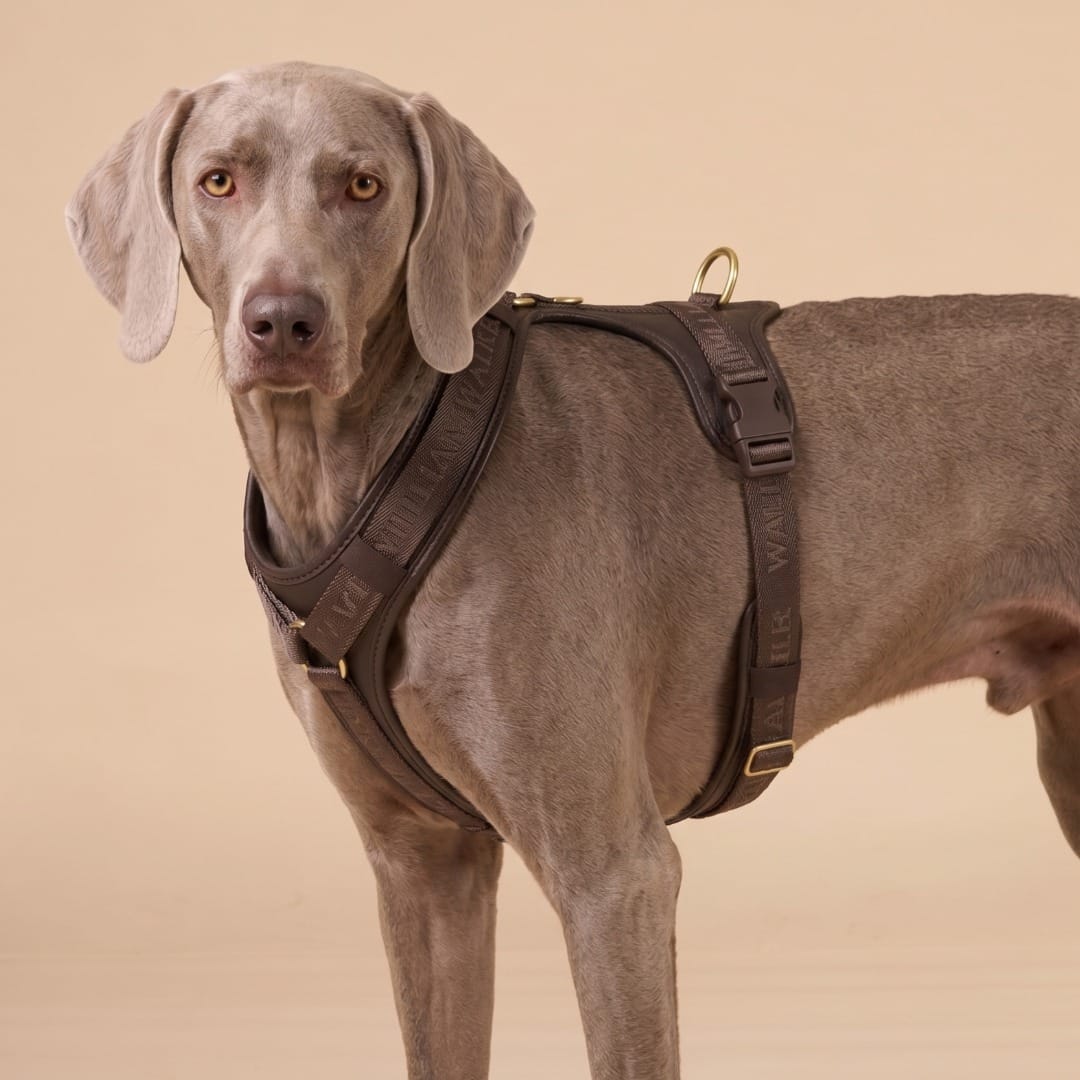 William Walker Leder Hundegeschirr Plain