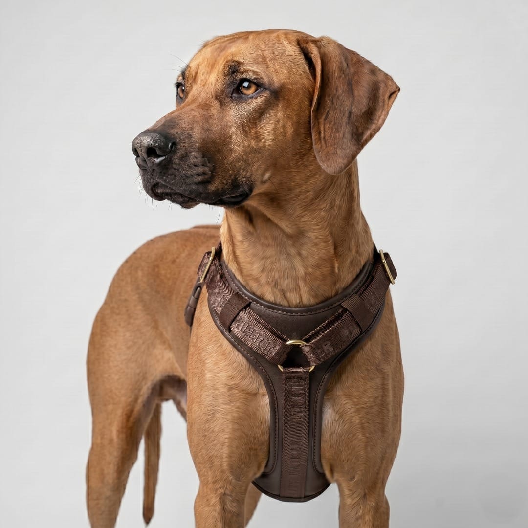 William Walker Leder Hundegeschirr Plain