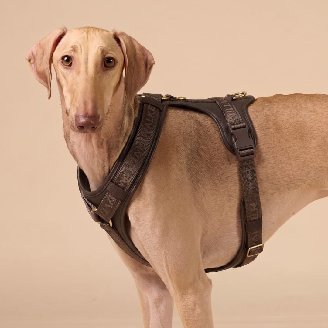 William Walker Leder Hundegeschirr Plain