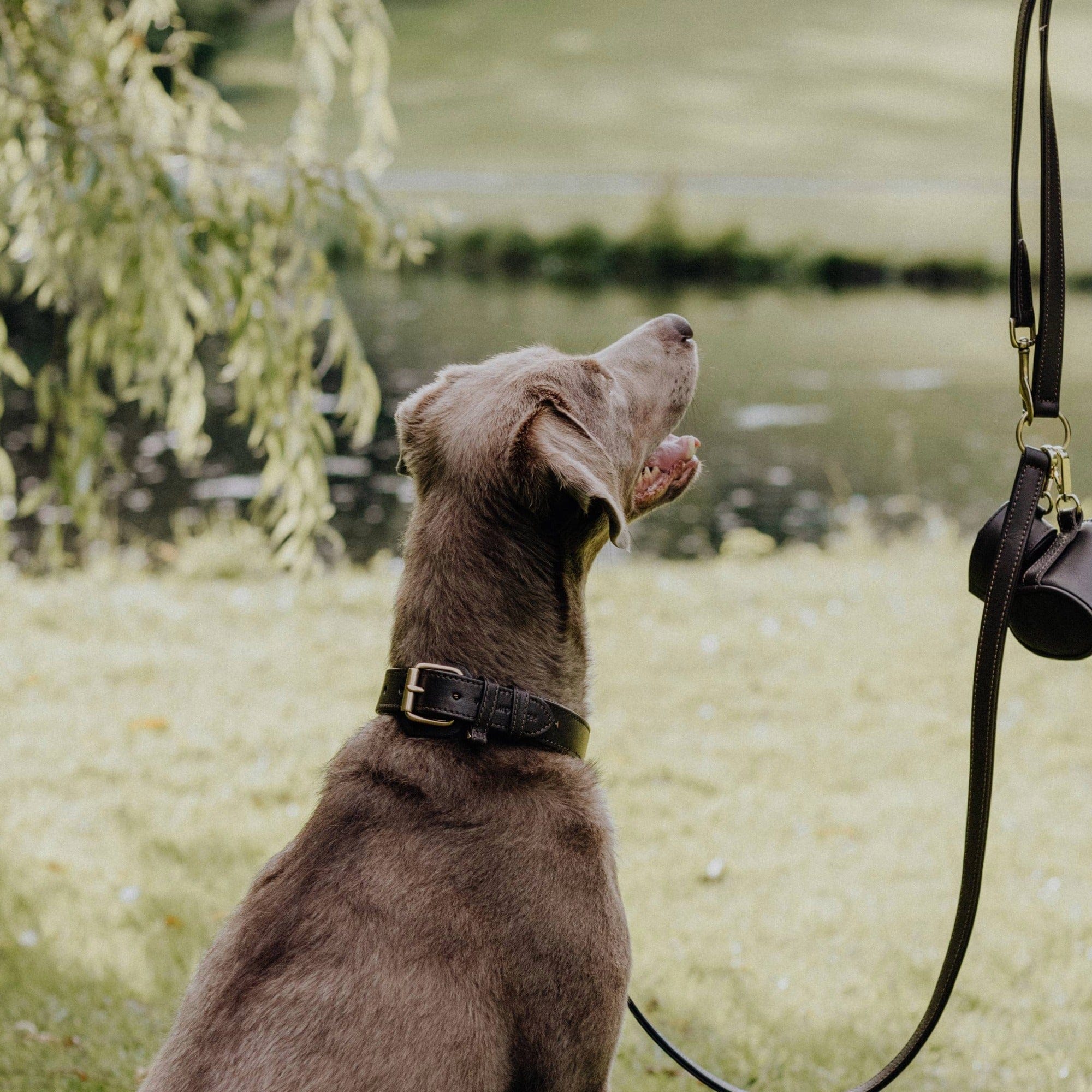 William Walker Leder Hundehalsband Earth (Braun)