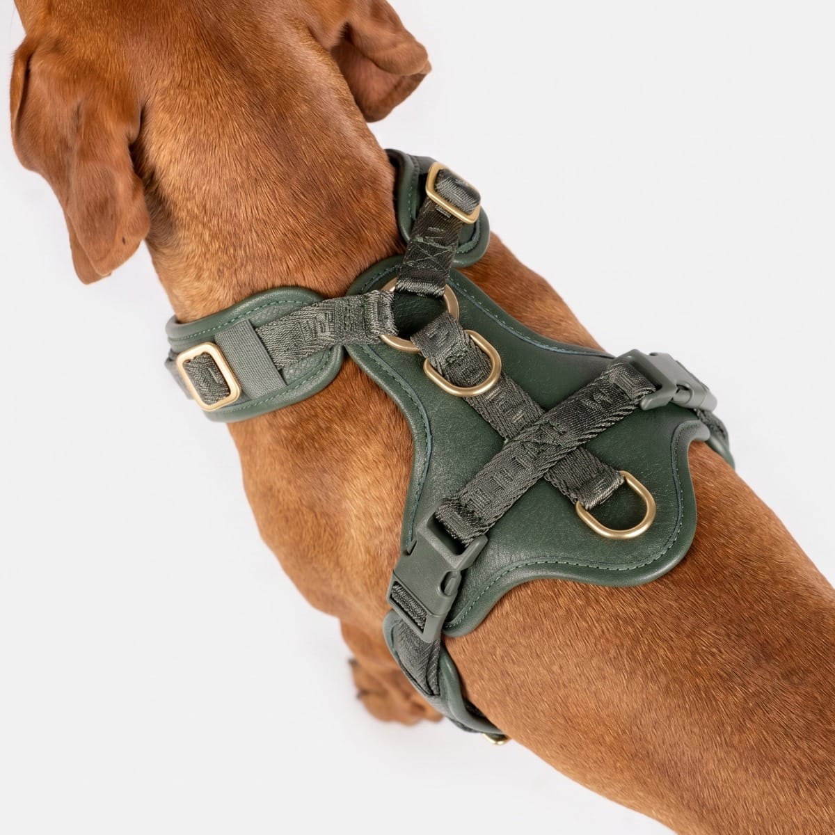 William Walker Hochwertiges Leder Y-Hundegeschirr Plain