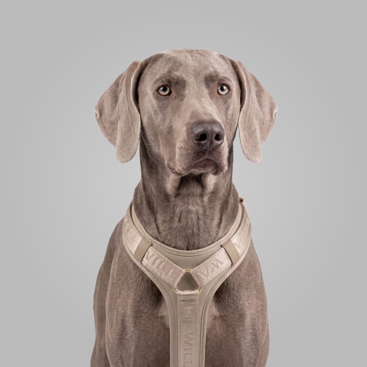 William Walker Hochwertiges Leder Y-Hundegeschirr Plain