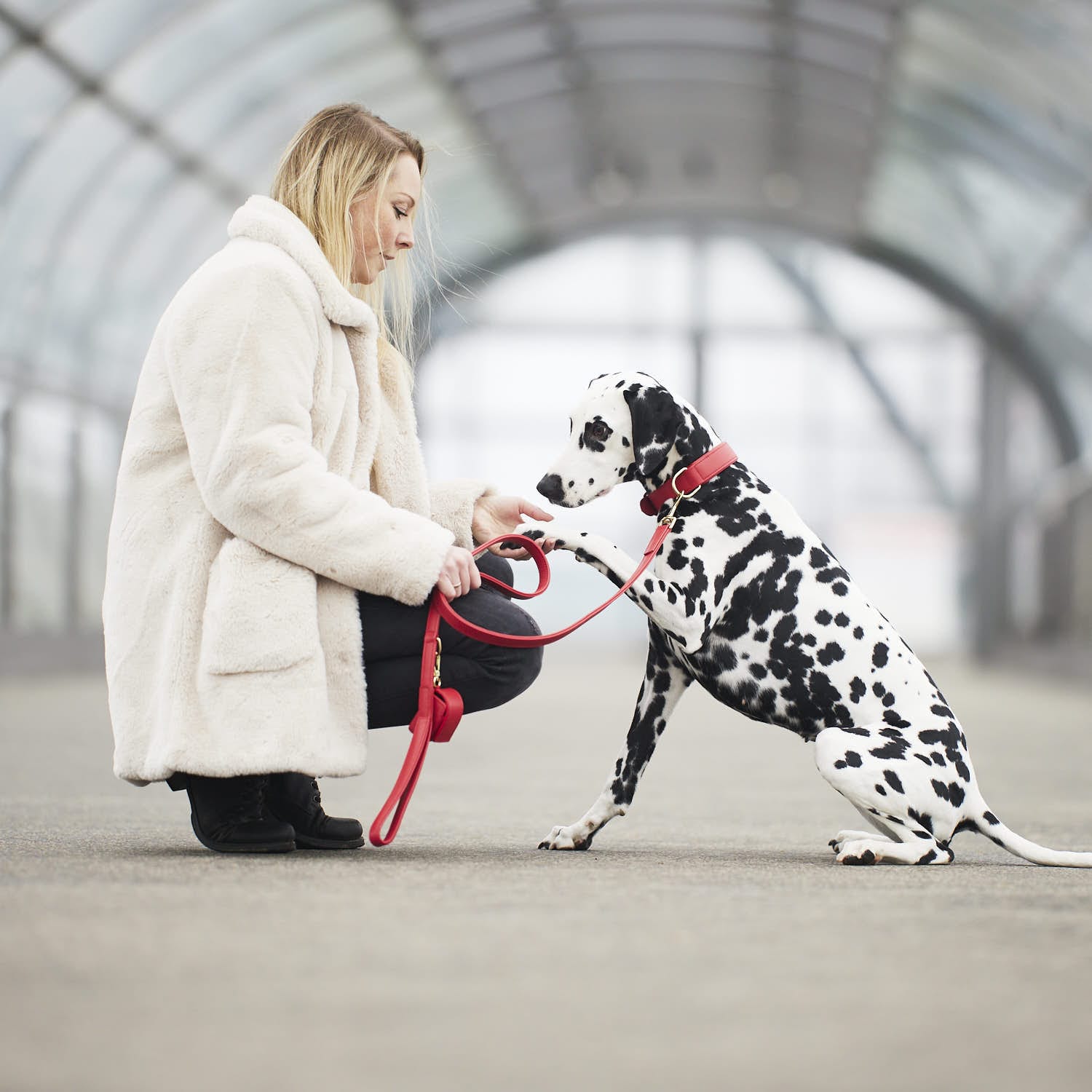 William Walker Hundehalsband Chili