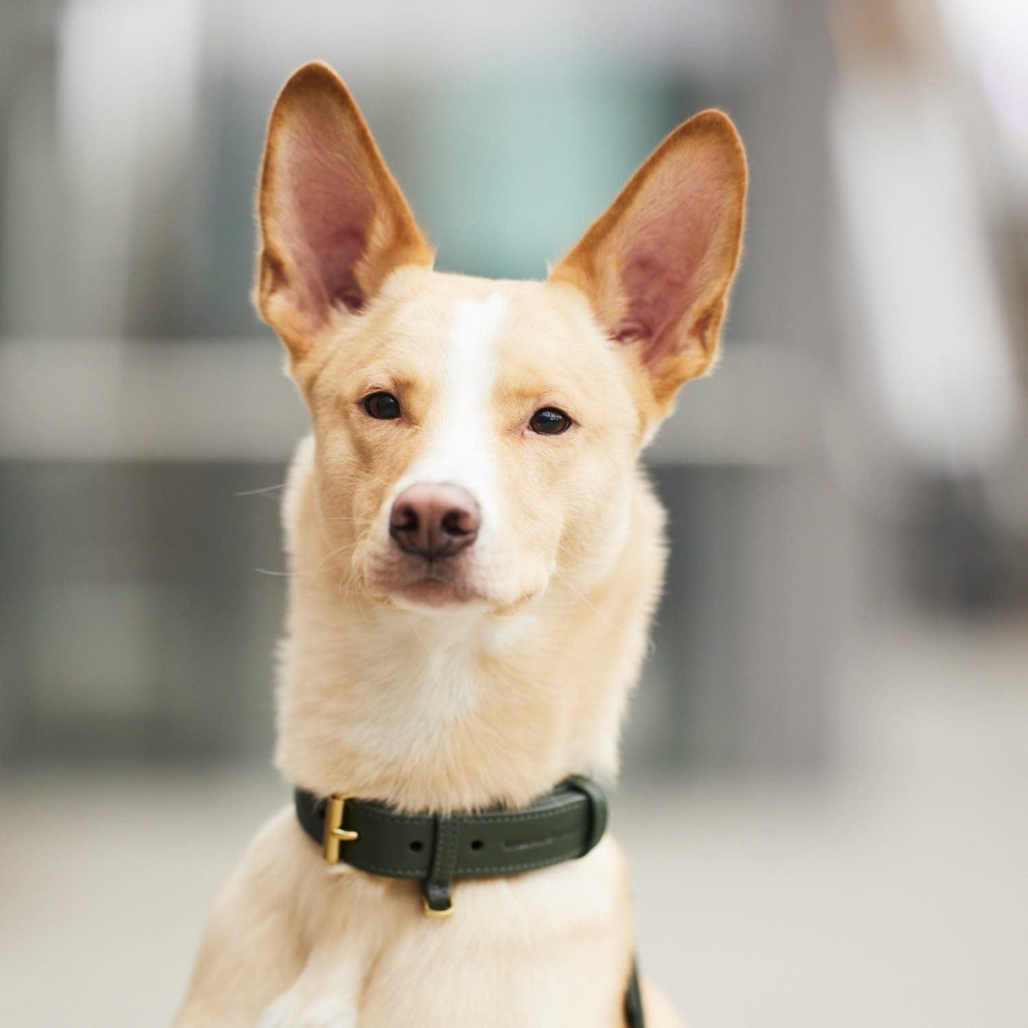 William Walker Hundehalsband Dark Moss