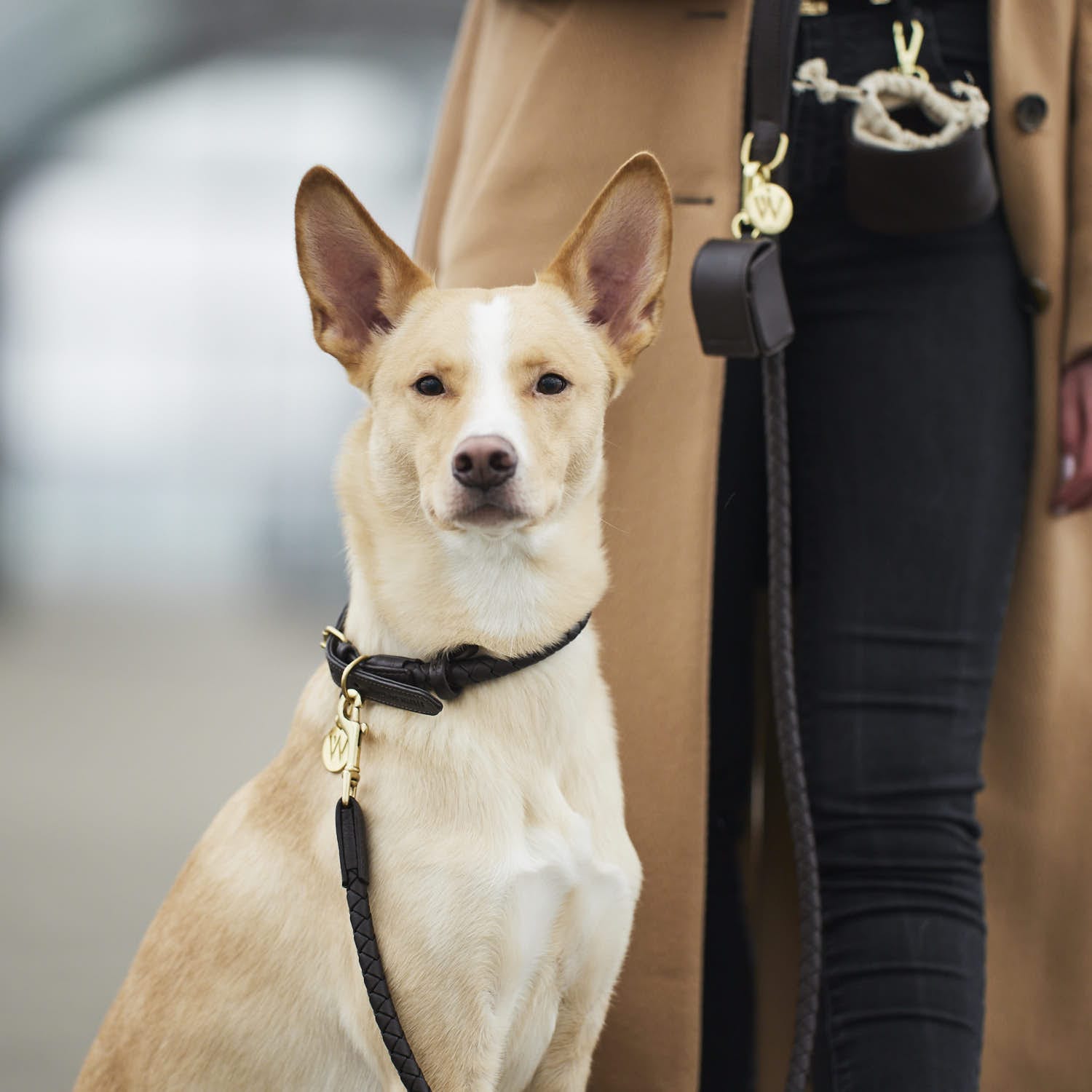 William Walker Hundehalsband Twisted Earth