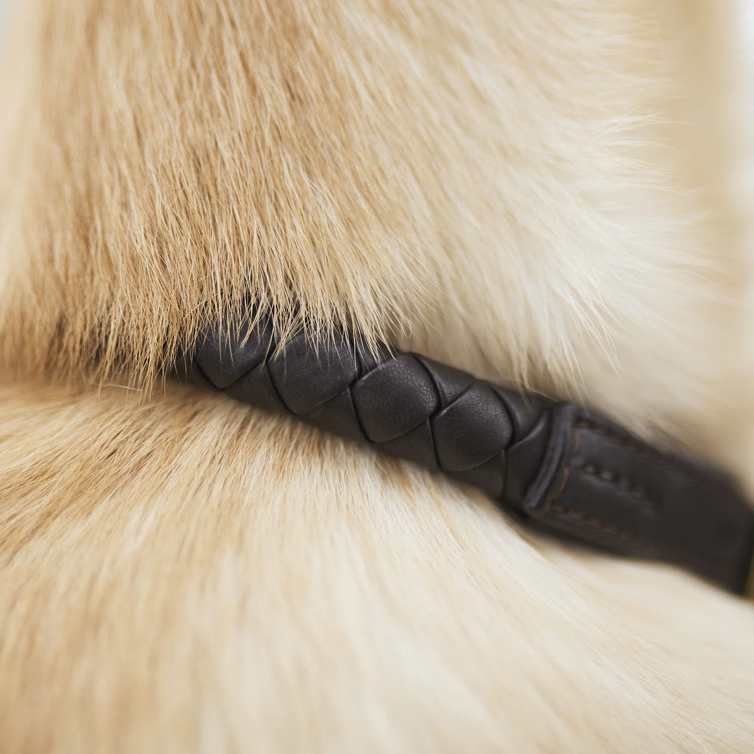 William Walker Hundehalsband Twisted Earth