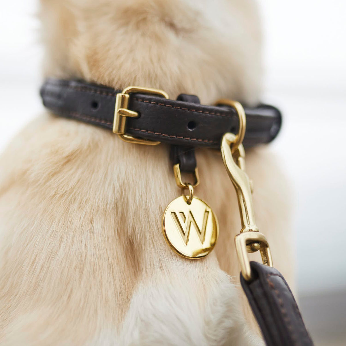 William Walker Collar para perros de cuero Twisted Earth (Marrón)