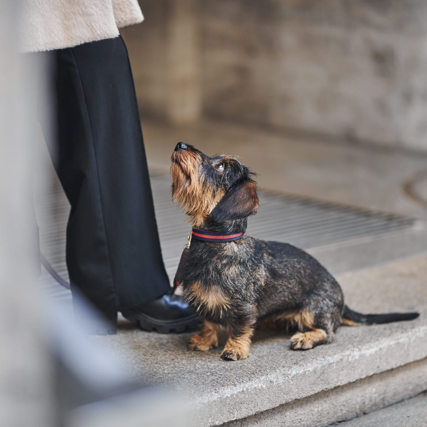 William Walker Hundehalsband Charles