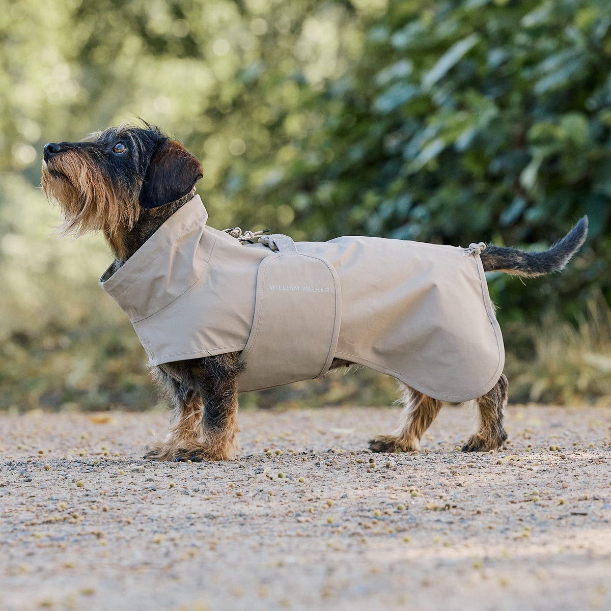 William Walker Waterproof raincoat for dachshunds Sand / 2