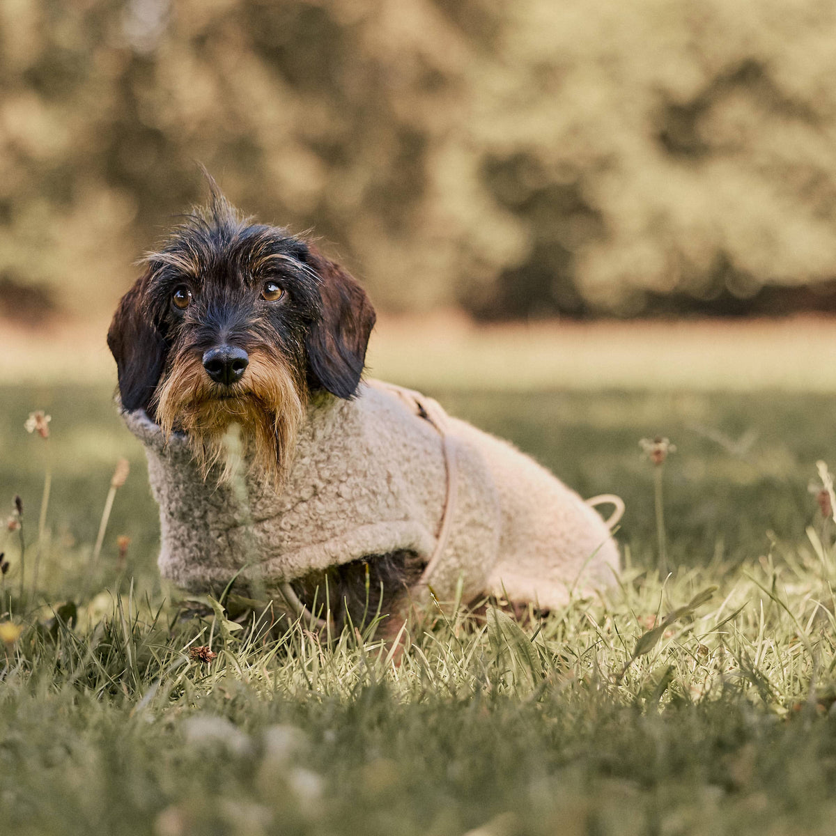 William Walker Gemütlicher Fleece Hundemantel Cozy für Dackel