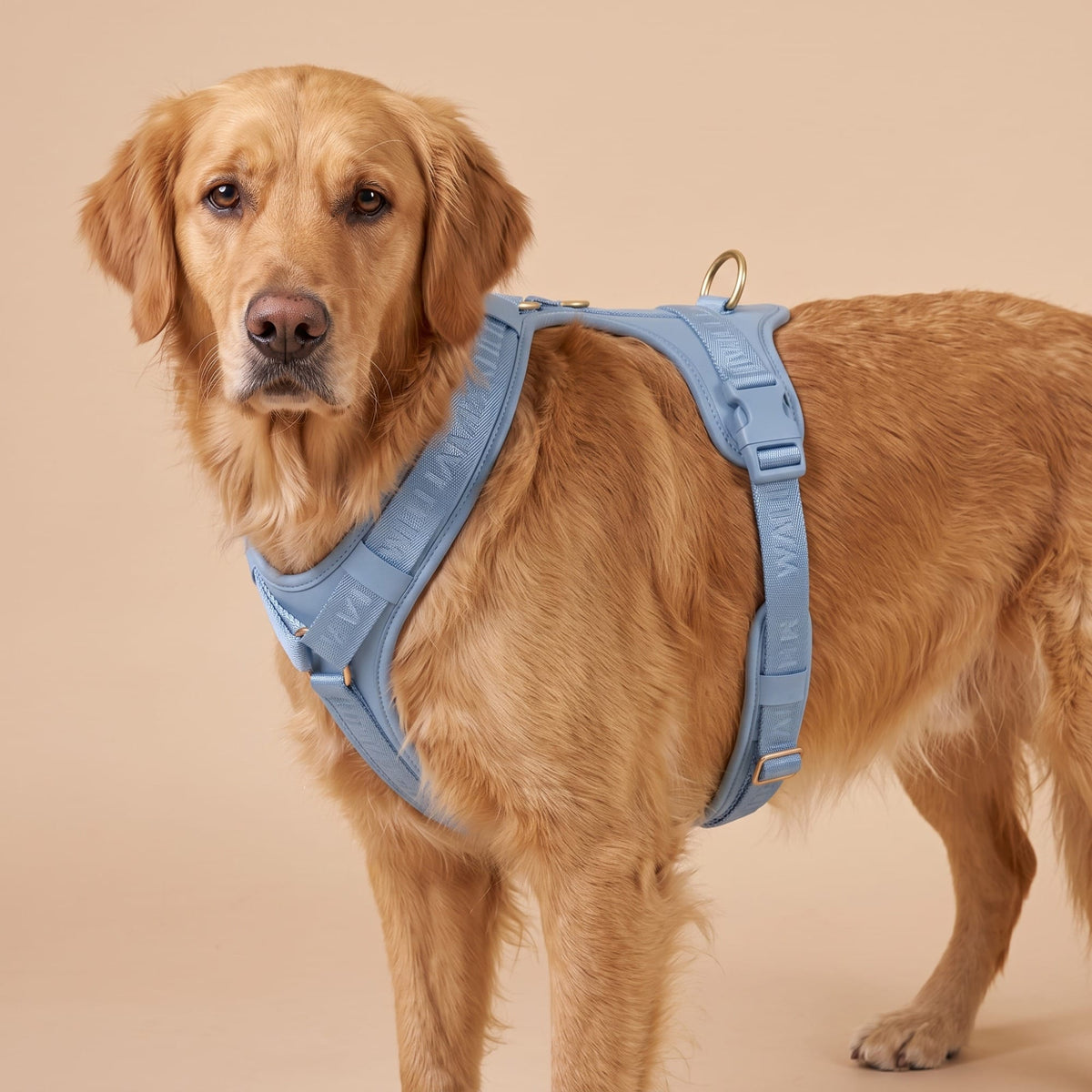William Walker Hochwertiges Leder Y-Hundegeschirr Plain