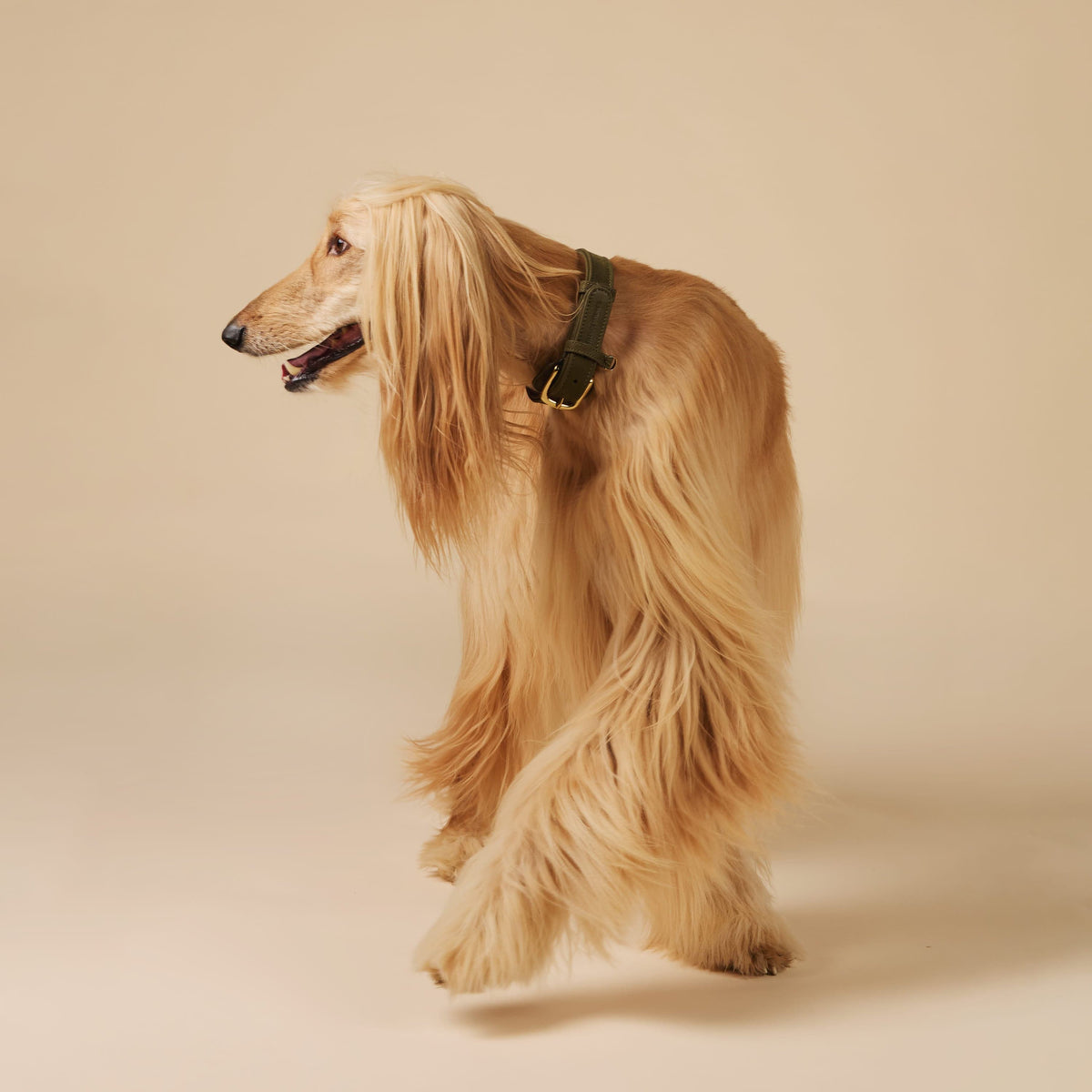 William Walker Halsband uit waterafstotend nubuckleer Pistachio (groen) / XXS