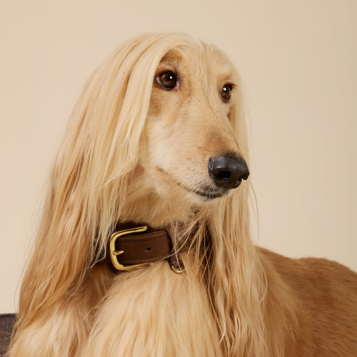 William Walker Halsband uit waterafstotend nubuckleer