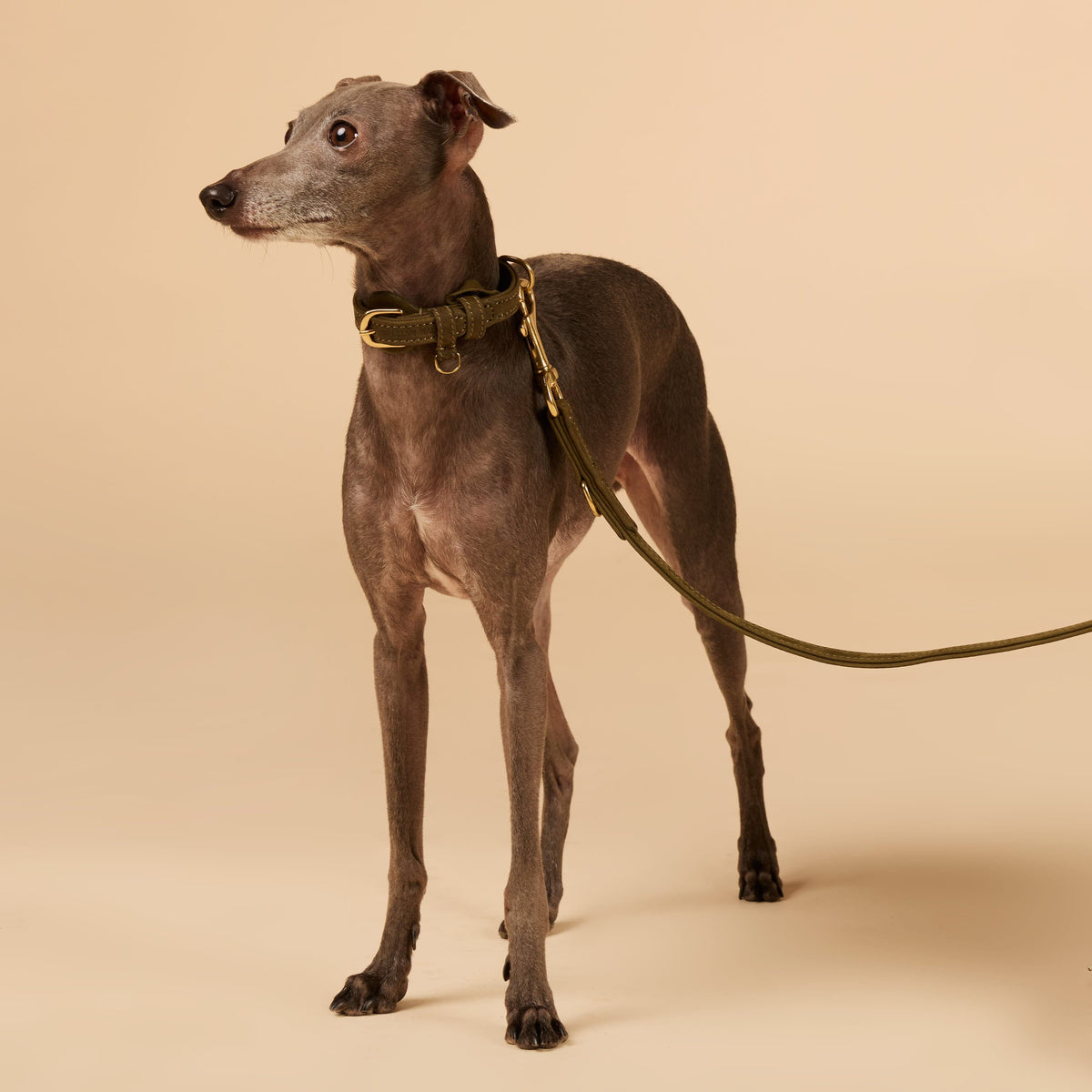 William Walker Dog leash made from water-resistant nubuck leather, infinitely adjustable hands-free Pistachio (green) / Standard (S-XXL)