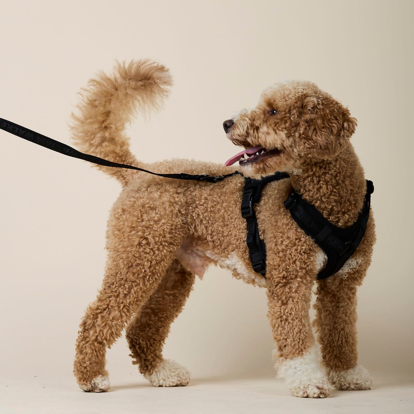 William Walker Jacquard Nylon Hundeleine Nero (schwarz)