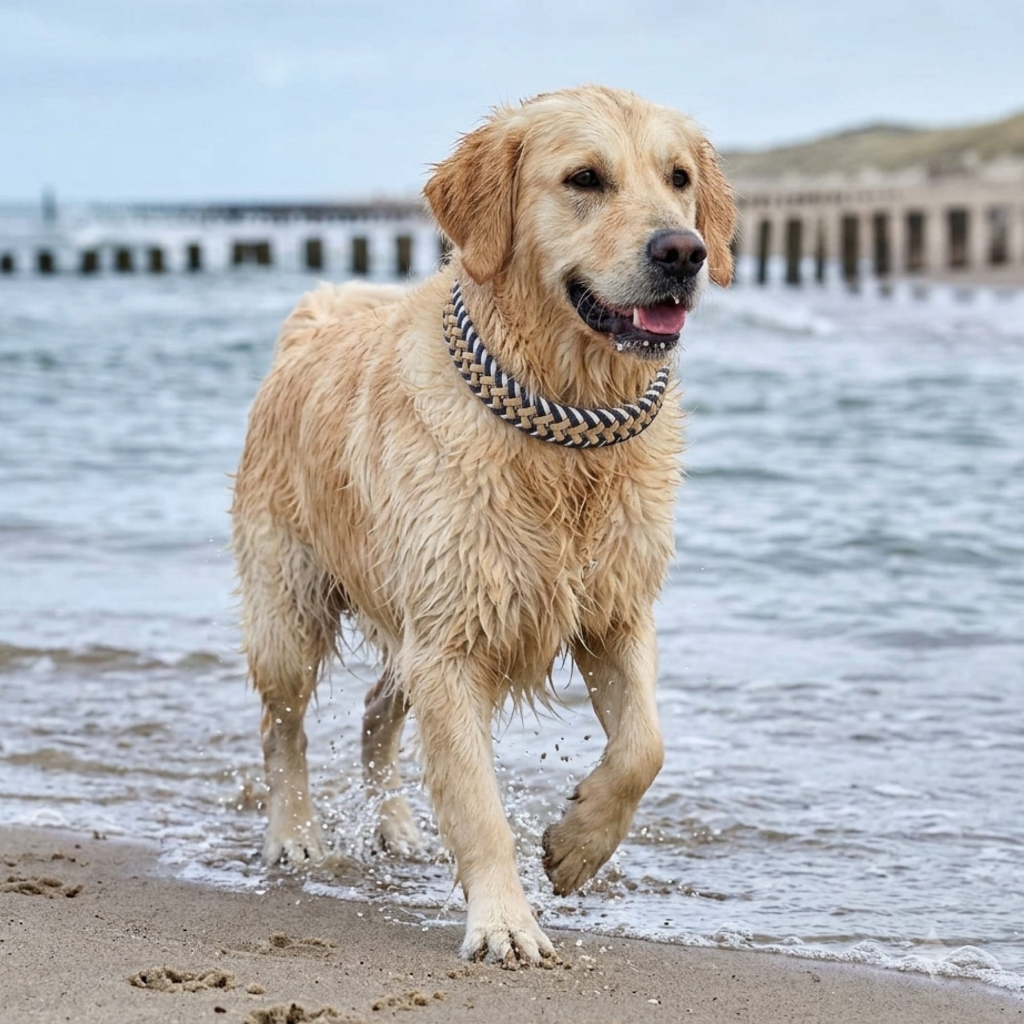 William Walker Paracord BioThane® Hundehalsband Hanseatic